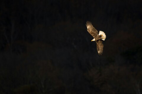 Bald Eagle in Flight