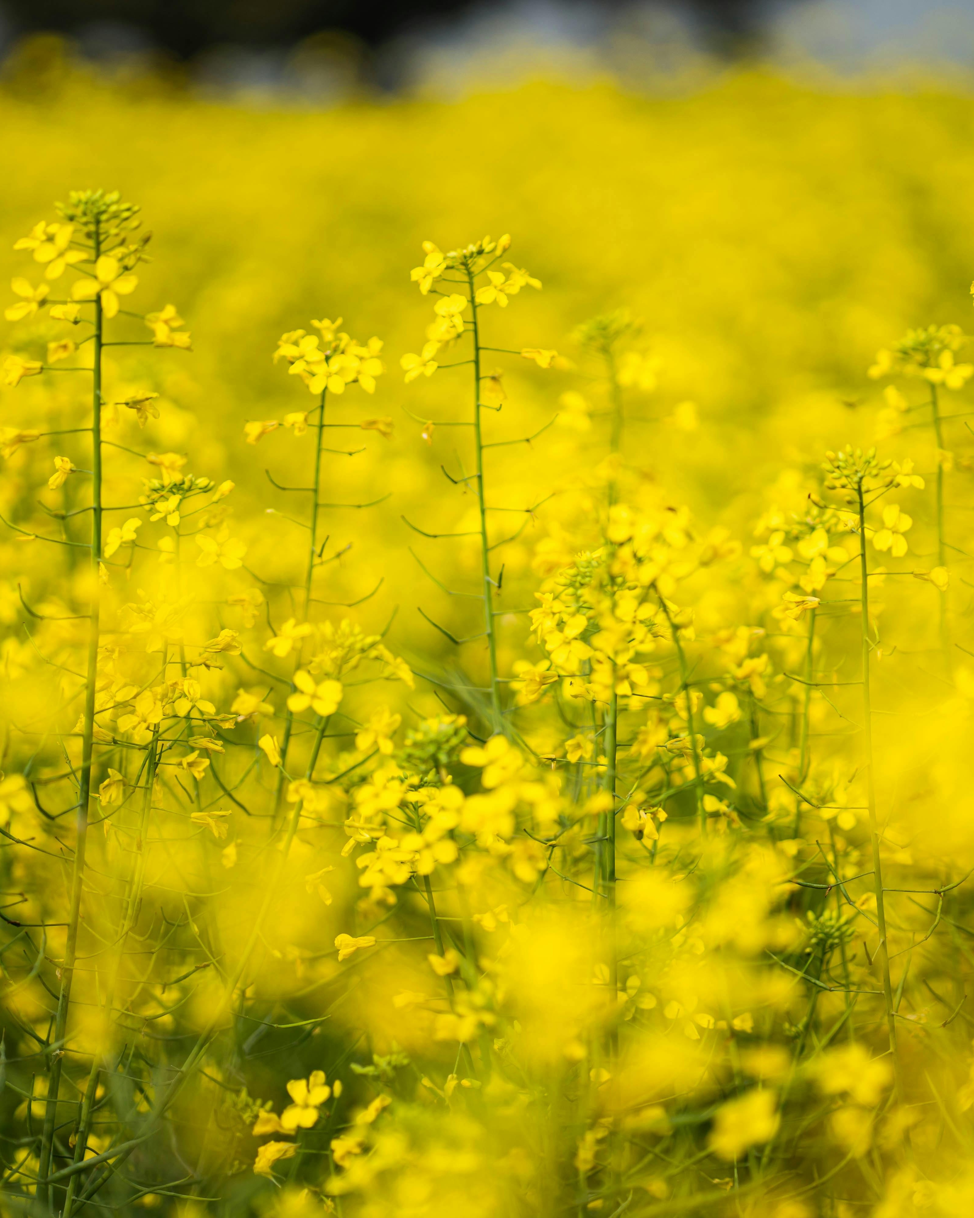 Yellow Rapeseed Flower Field