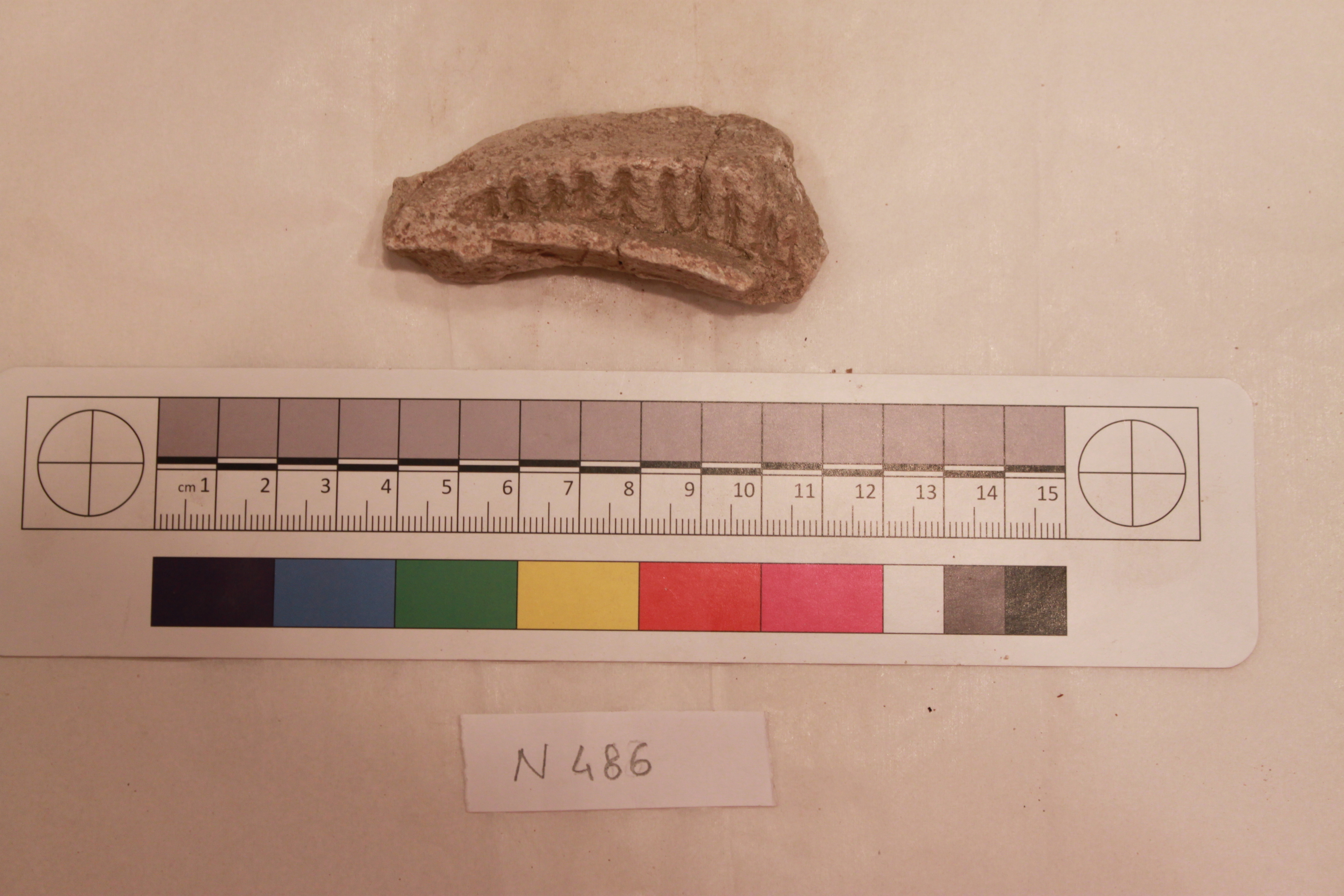 Fossil Jaw Specimen with Measurement Scale