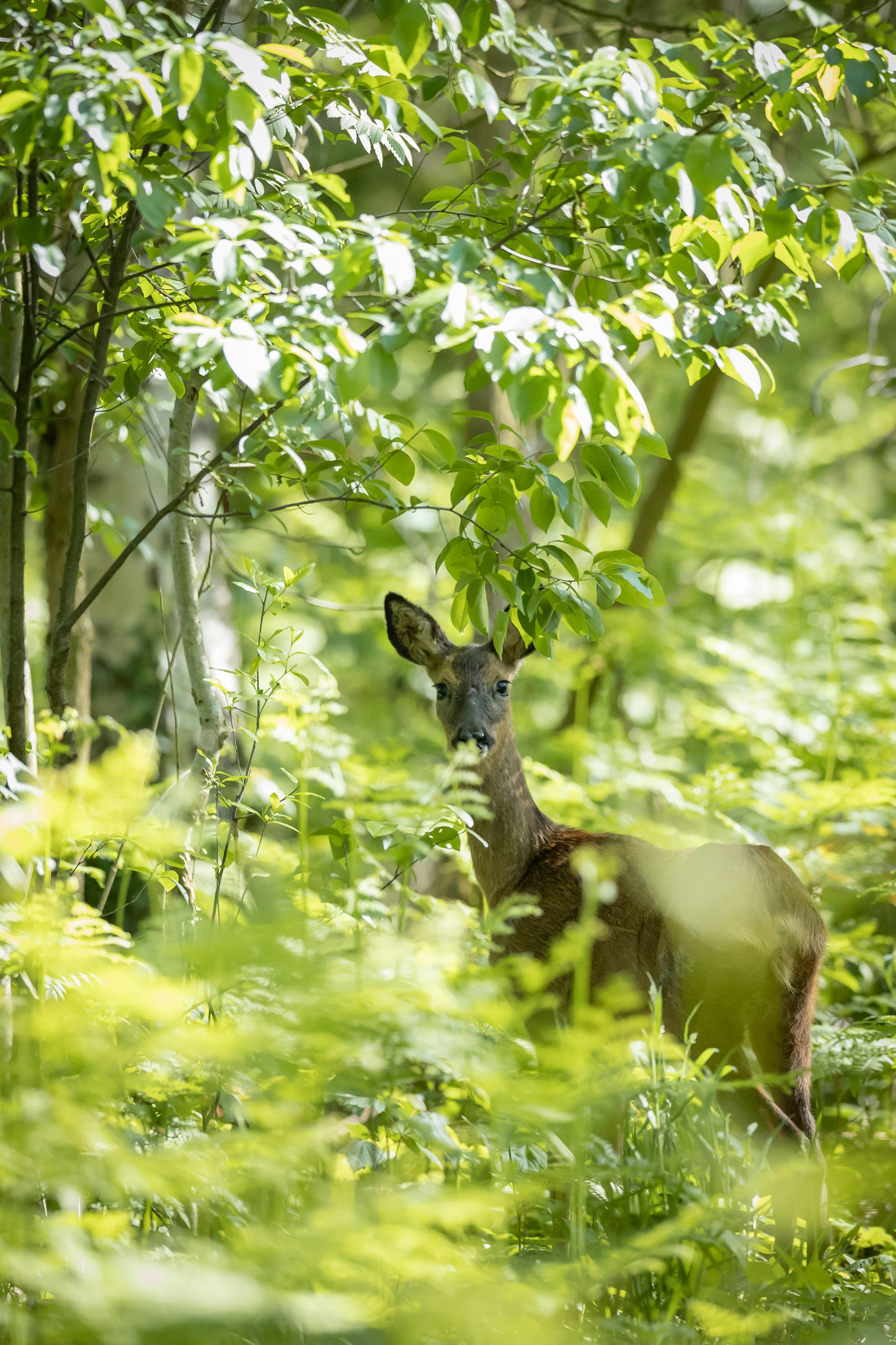 Roe Deer in Green Forest