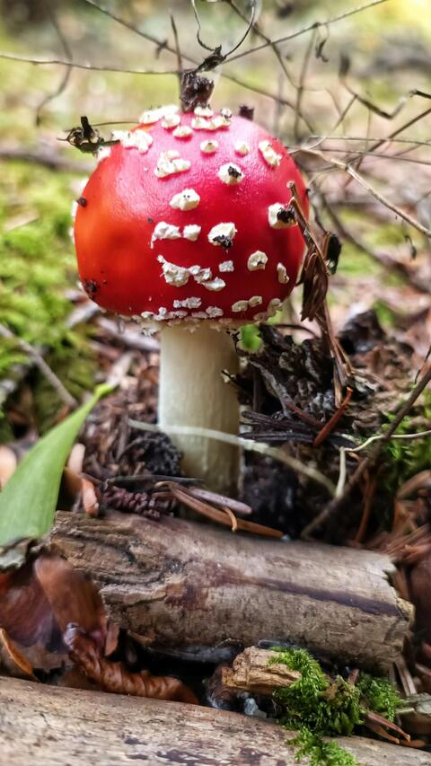 Fly Agaric Mushroom on Forest Floor