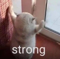 Strong Stretching Kitten Meme
