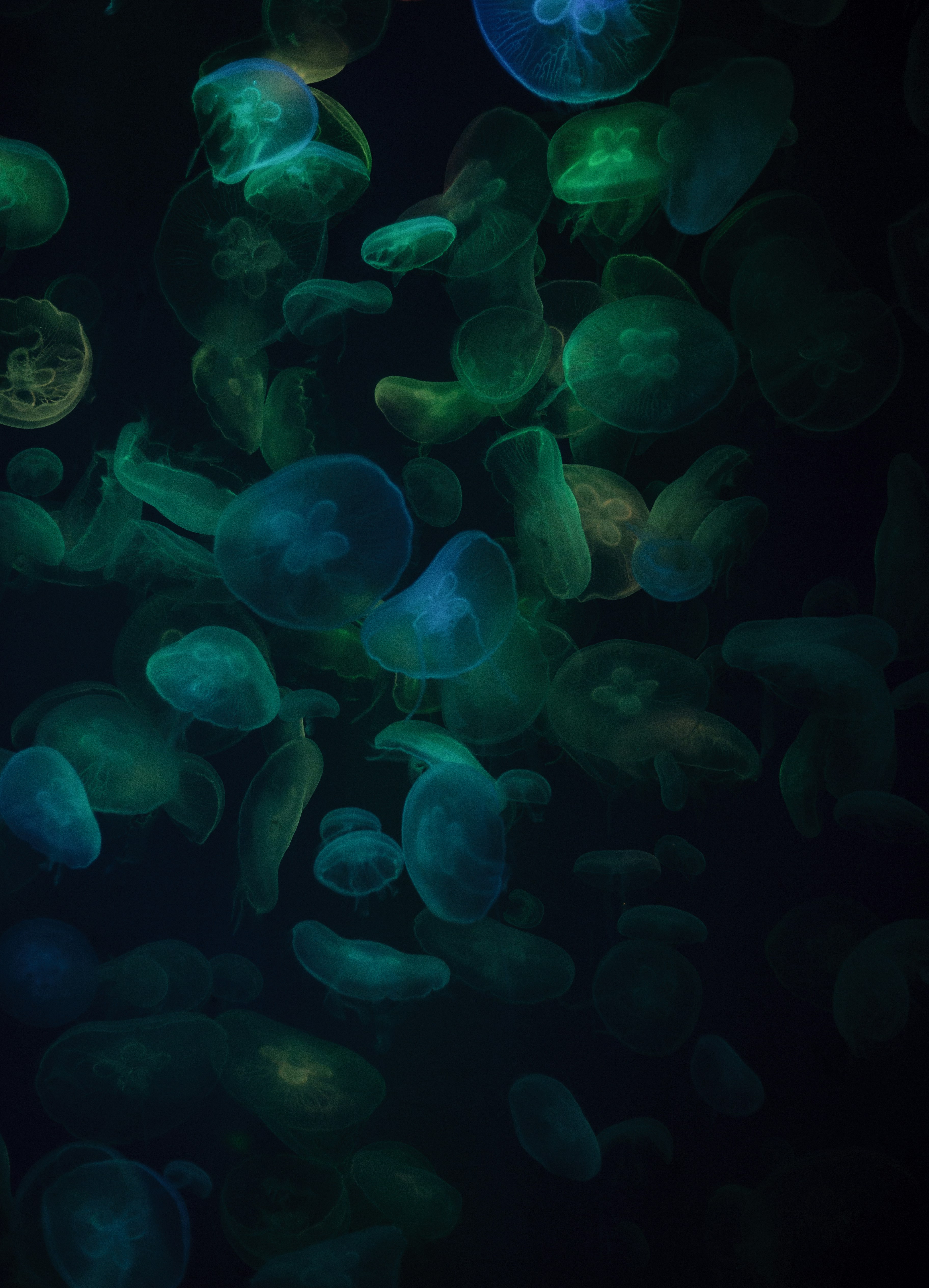 Glowing Jellyfish In Dark Water