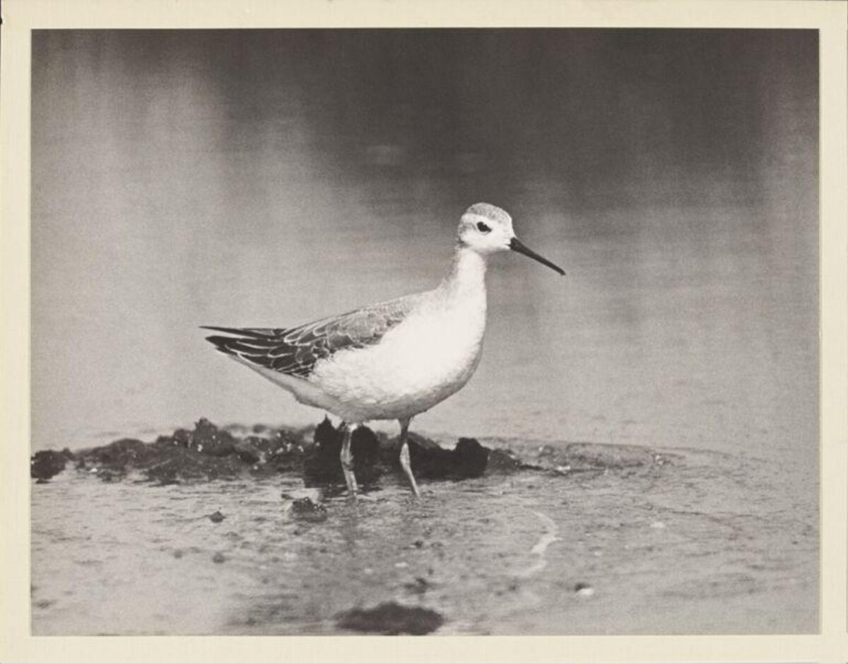 Wading Bird in Shallow Water