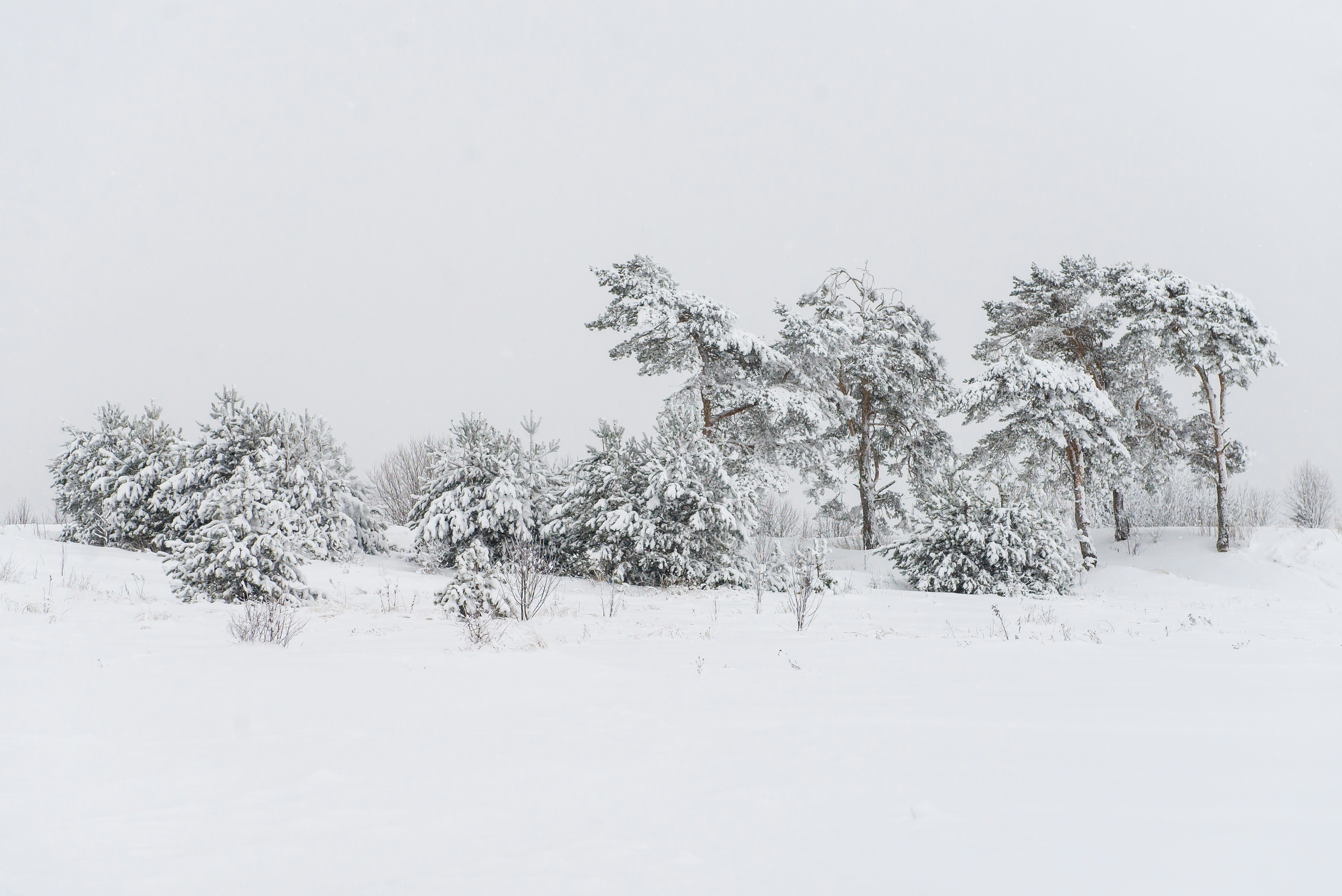 Snow-covered Pine Forest in Winter