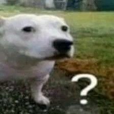 Confused White Dog With Question Mark