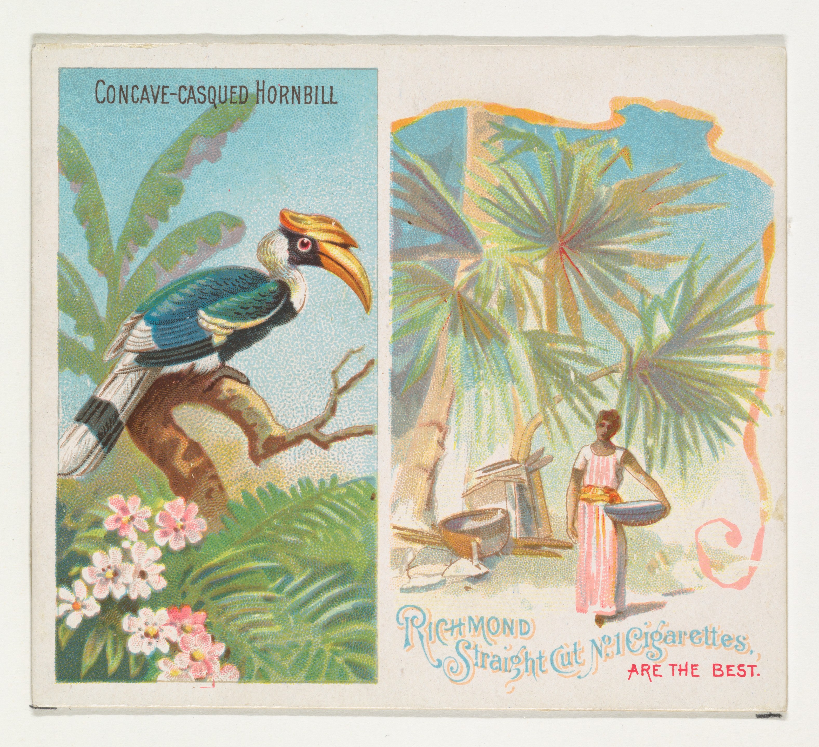 Concave-casqued Hornbill Cigarette Card