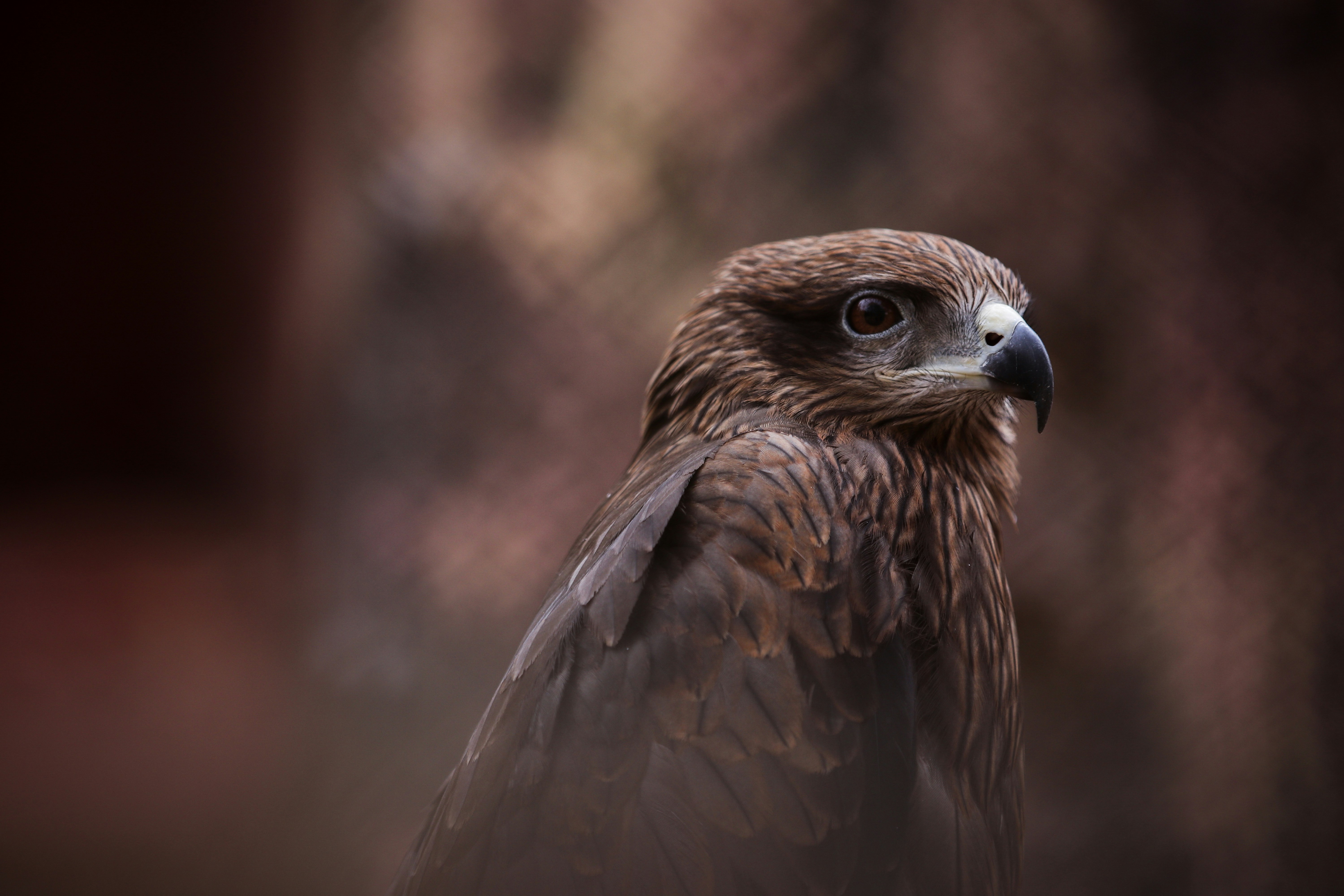 Portrait of a Brown Raptor