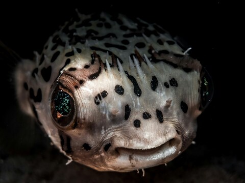 Close-up of a Spotted Porcupinefish