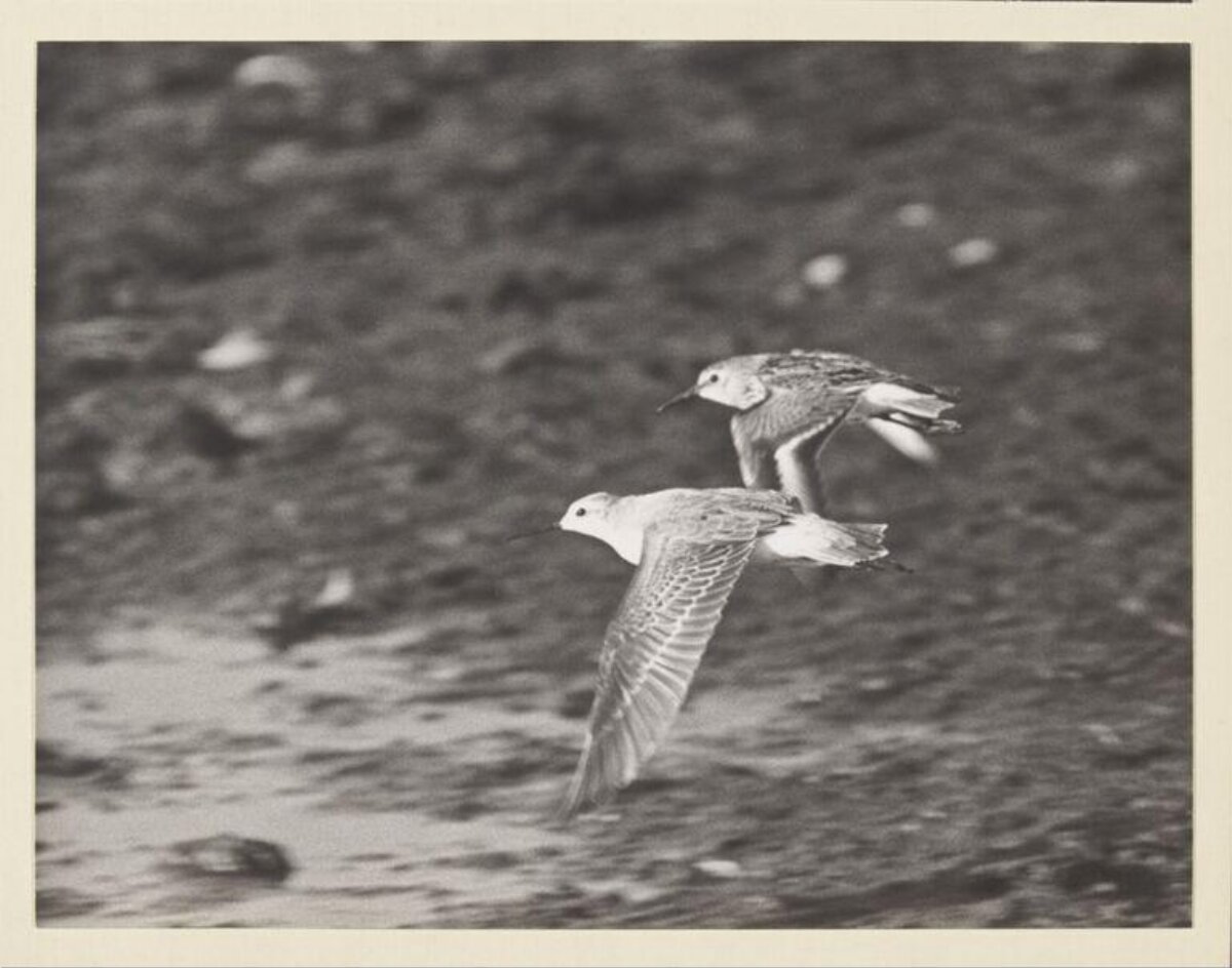 Two Shorebirds In Flight