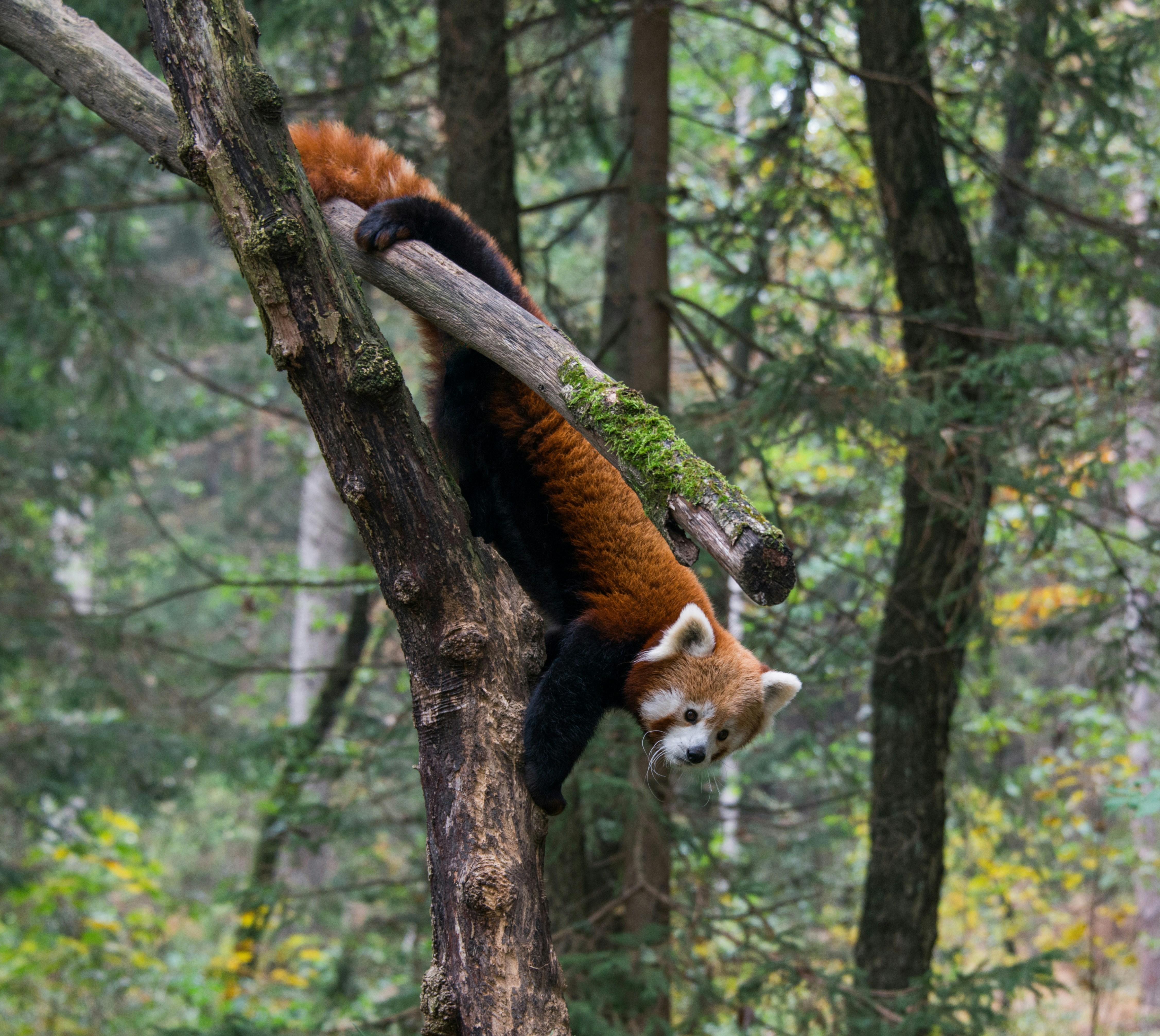 Red Panda Climbing On Tree