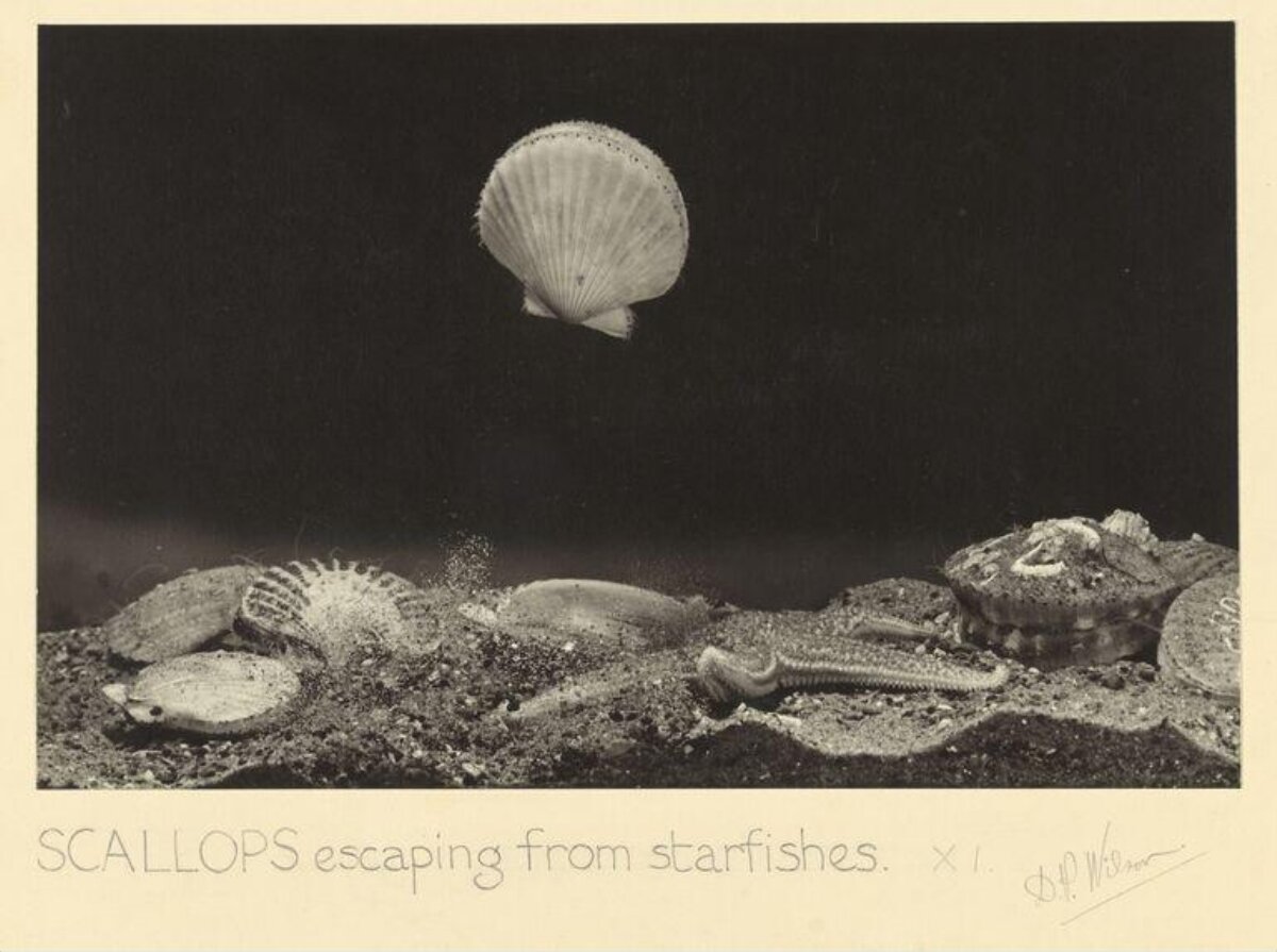 Scallops Escaping From Starfishes