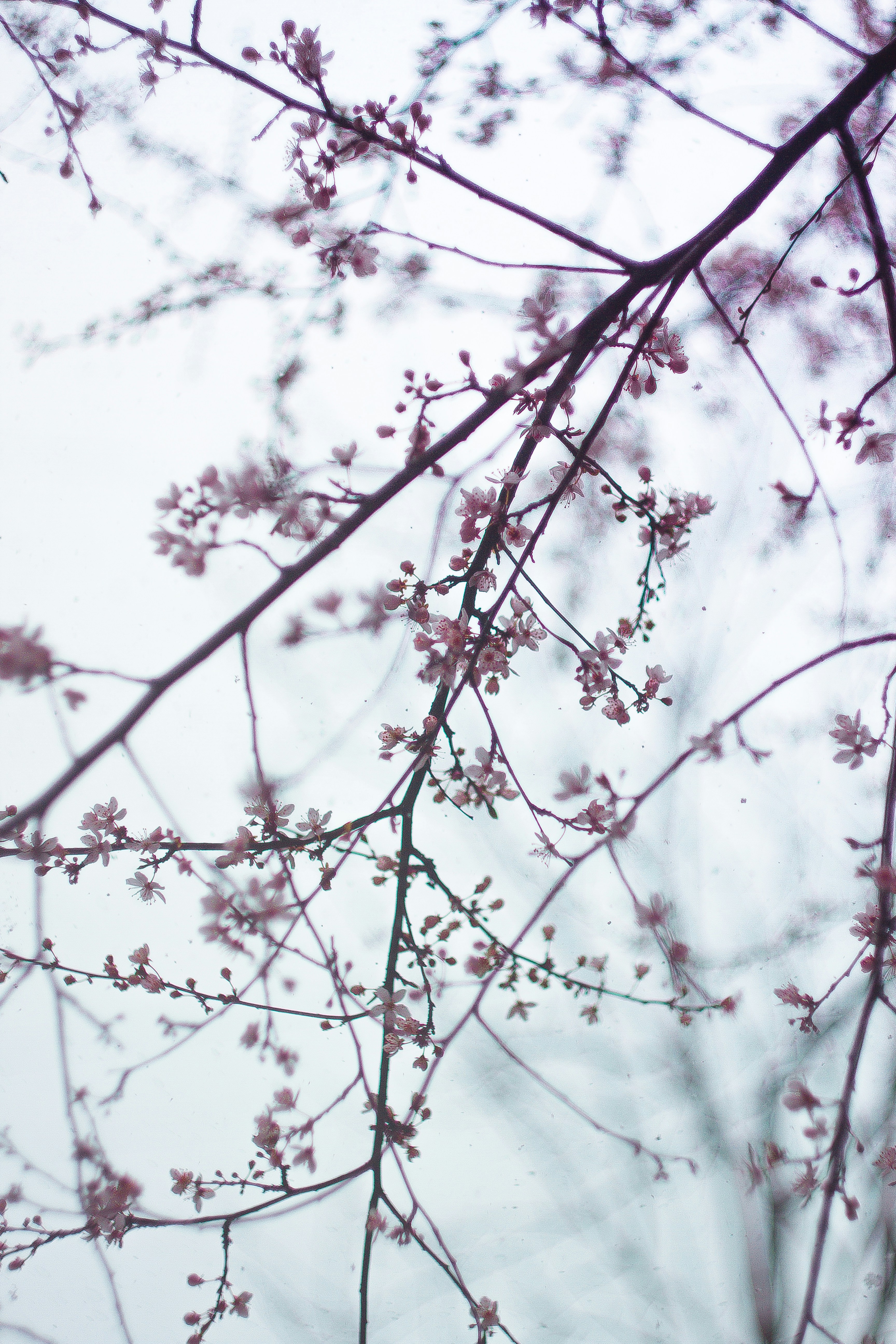 Pink Spring Blossom Branches