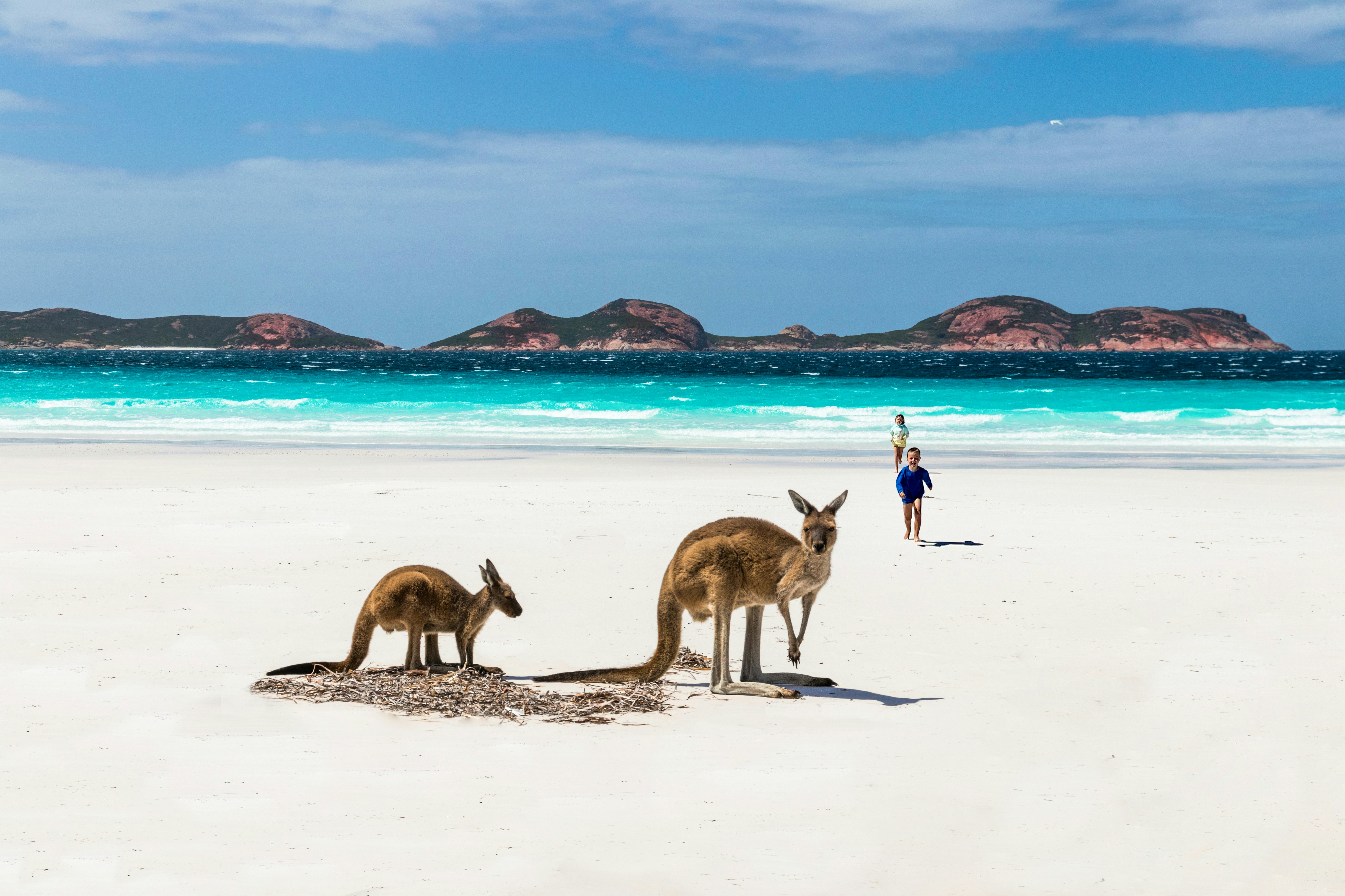 Kangaroos on White Sand Beach