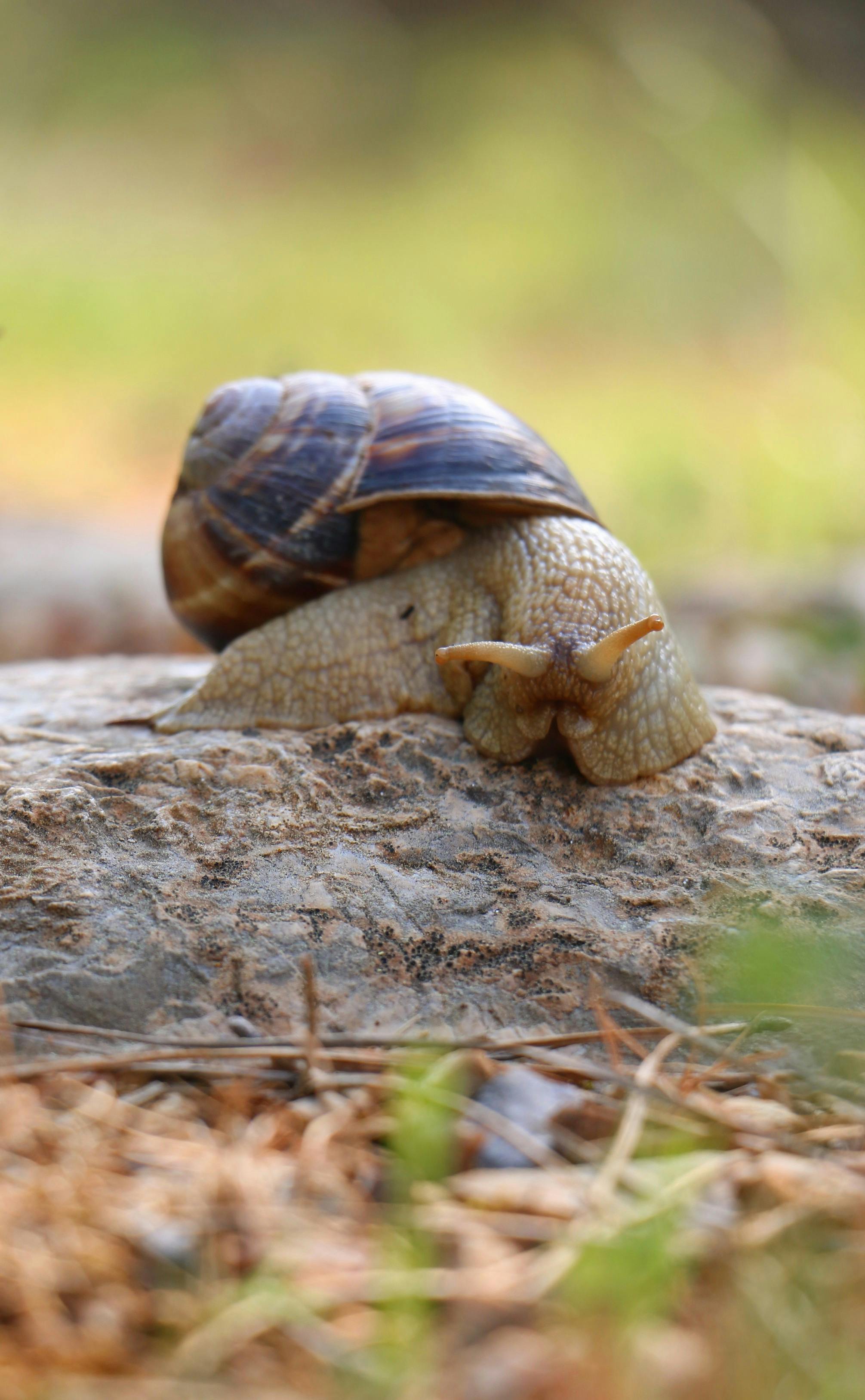 Garden Snail Crawling on Rock