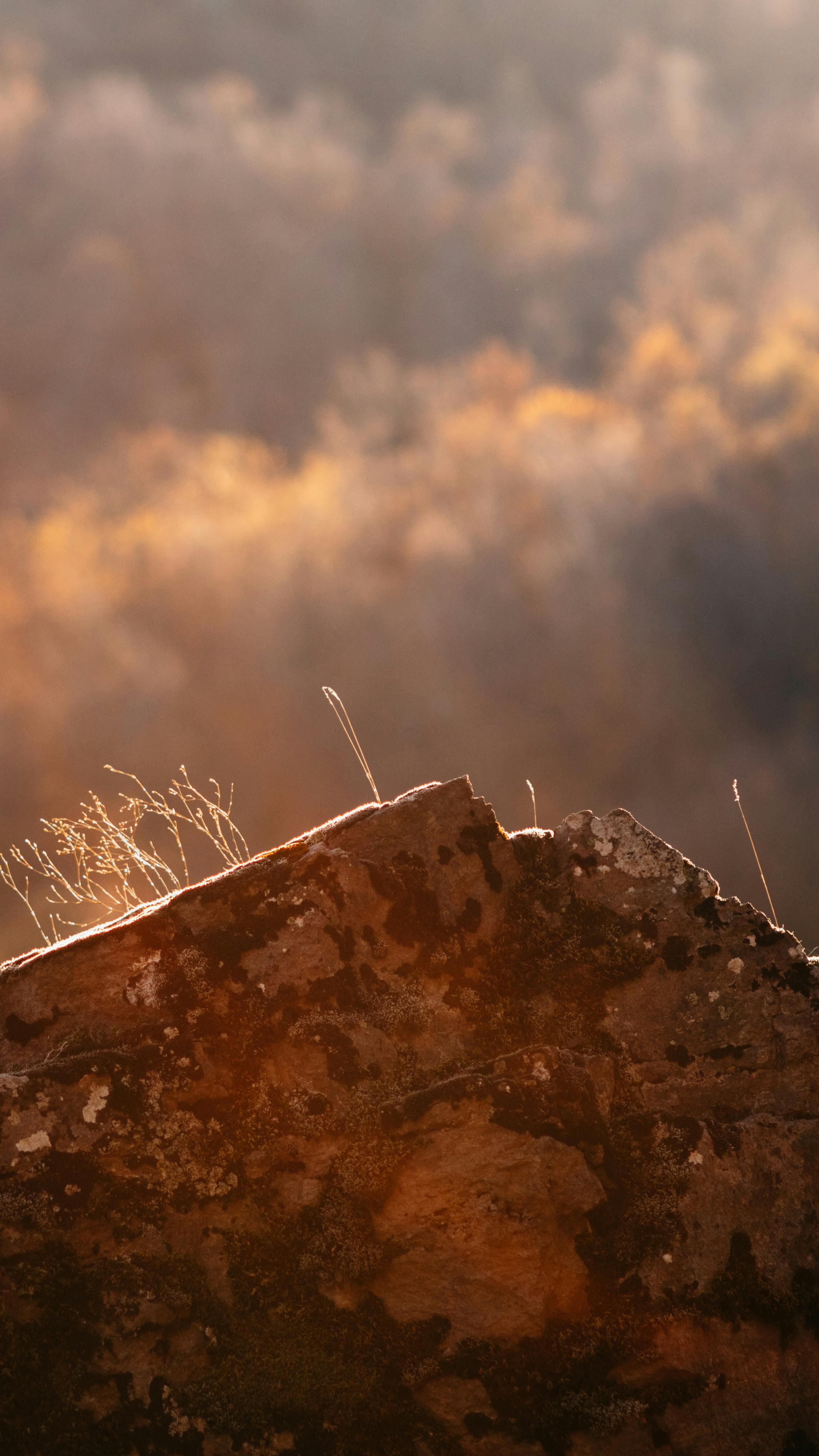 Image 1620595 — Backgrounds