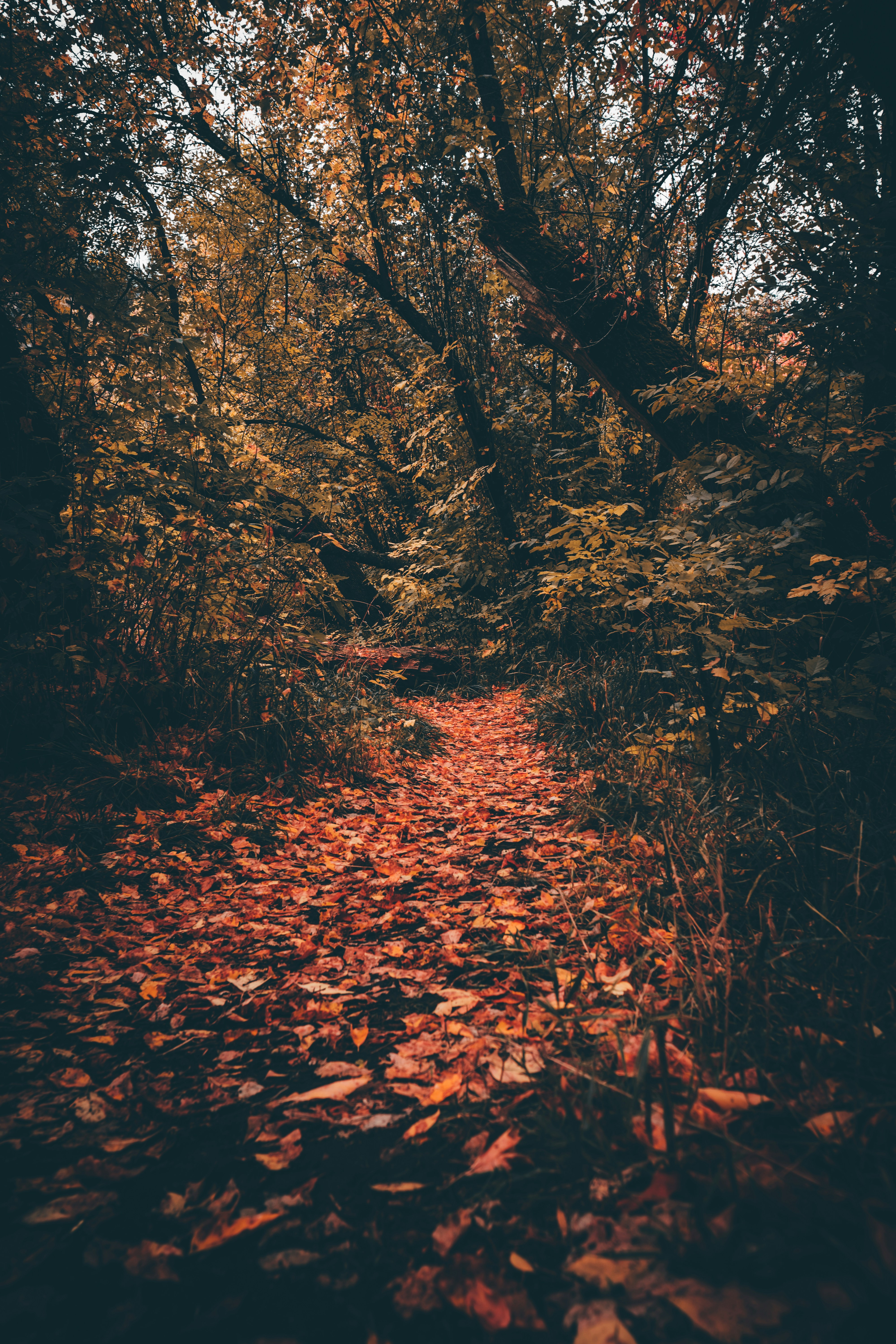 Fallen Leaf Path in Autumn Forest