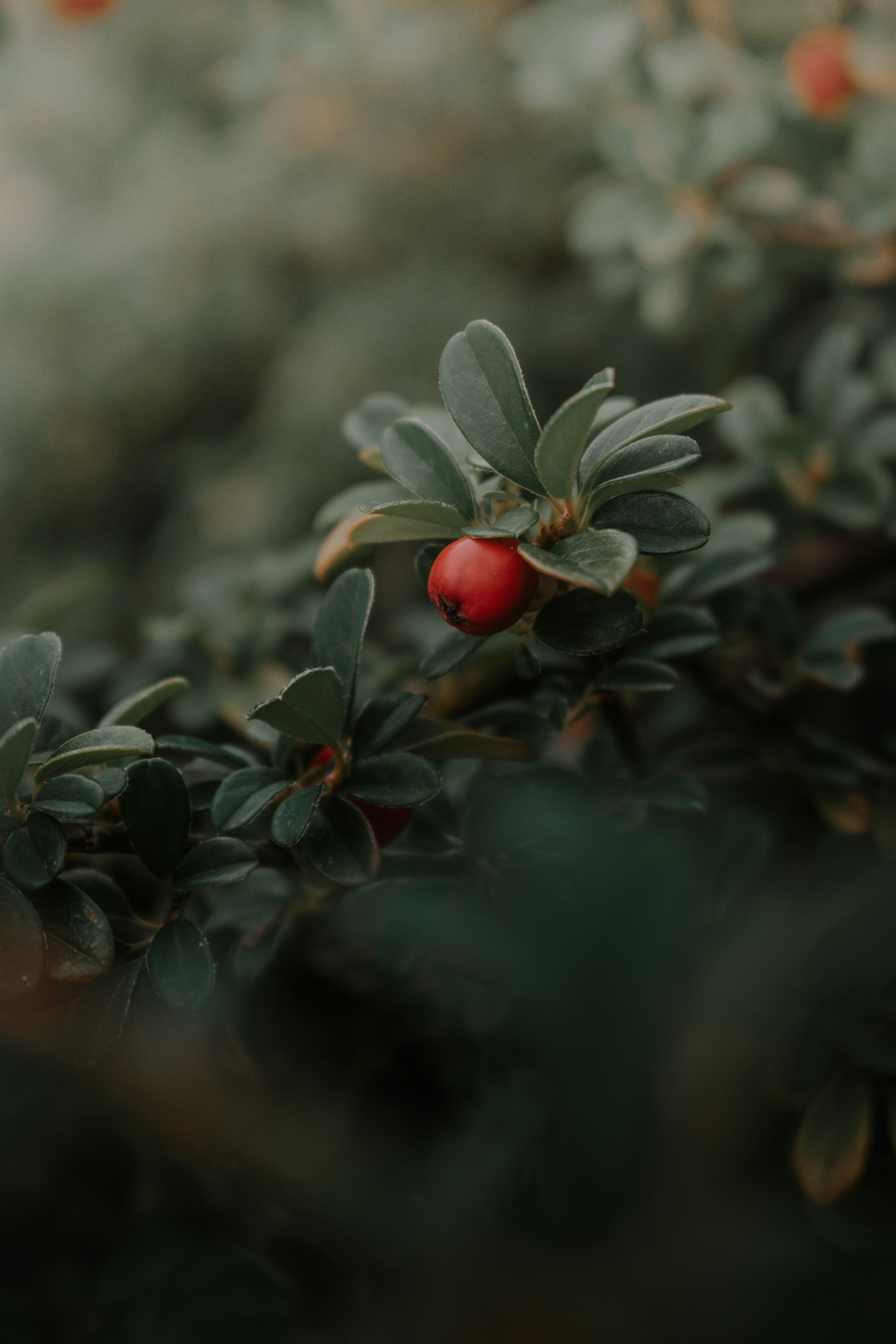 Red Berry Among Green Foliage