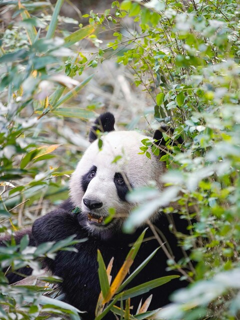 Giant Panda Hiding in Foliage