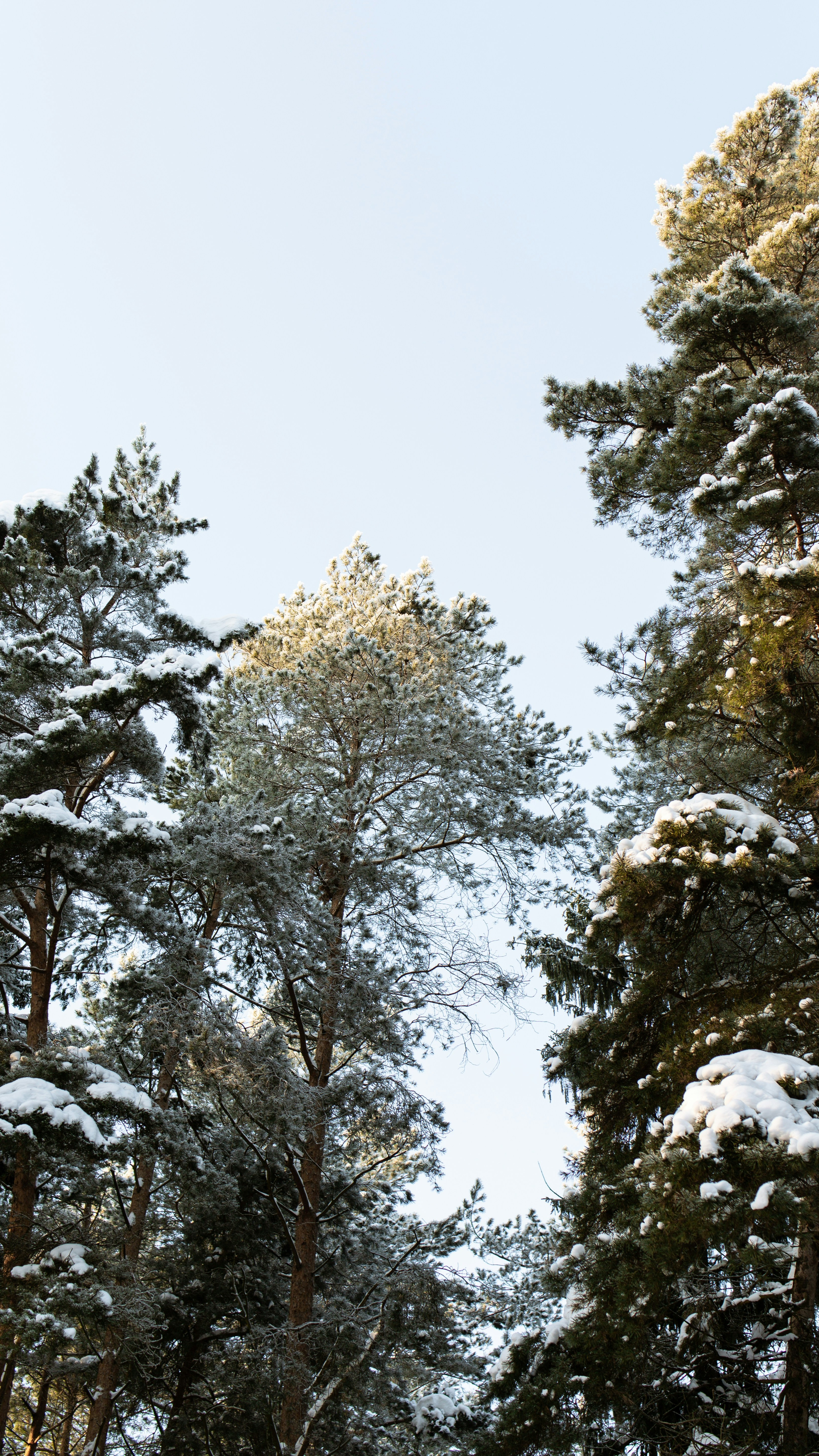 Snow Covered Winter Pine Trees