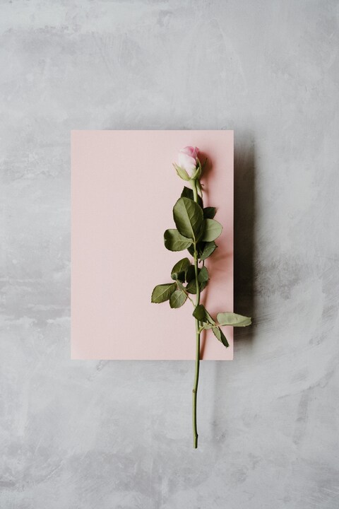 Pink Rose on Blank Pink Card