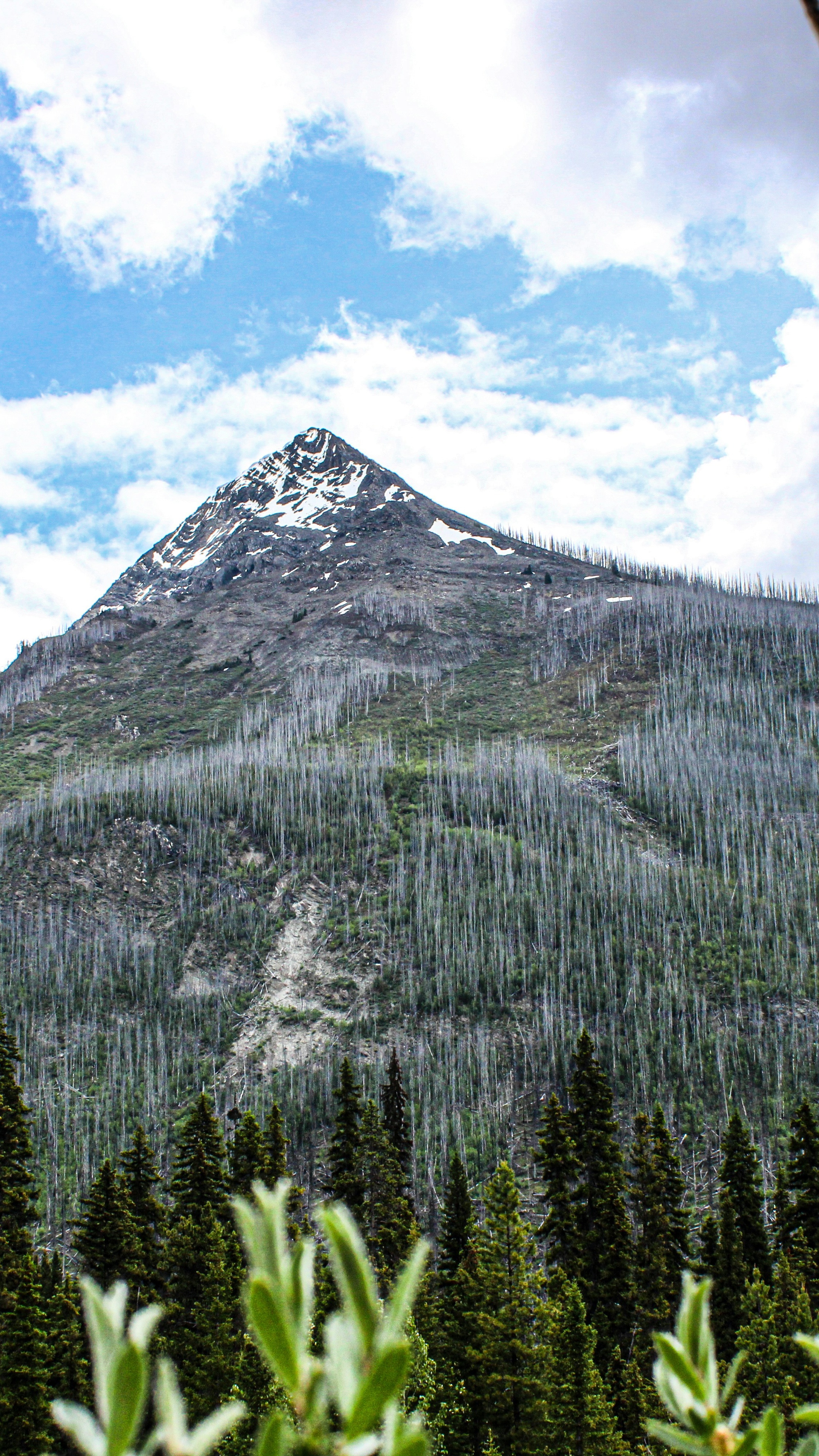 Snow-capped Mountain with Burned Forest