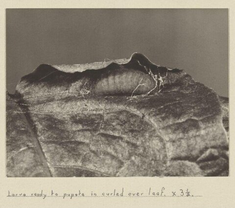 Larva Preparing to Pupate in Curled Leaf