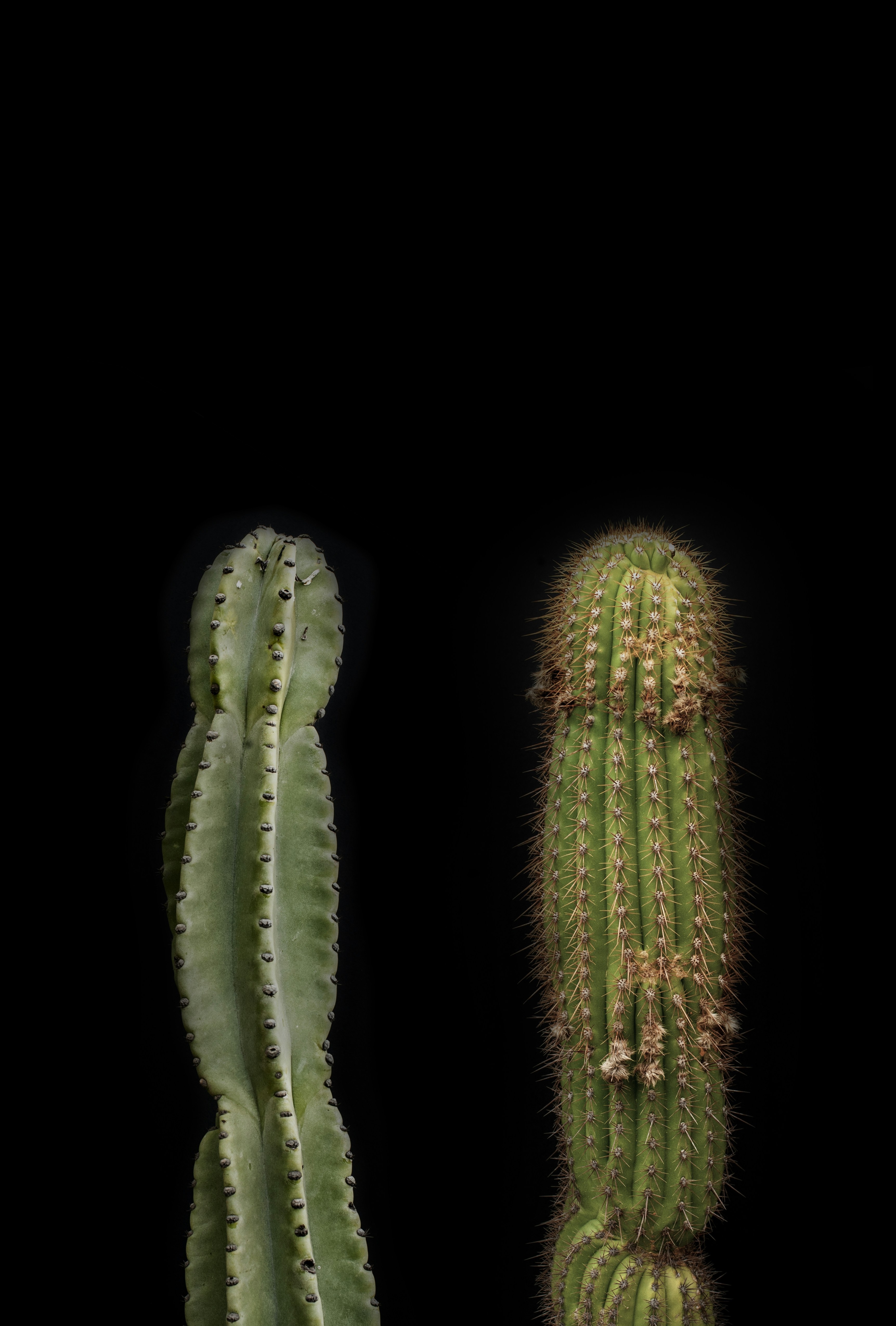Two Cacti Against Black Background