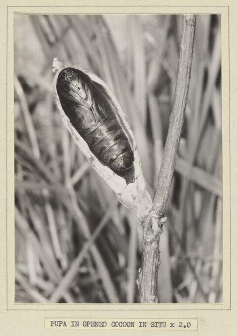 Pupa in Opened Cocoon In Situ