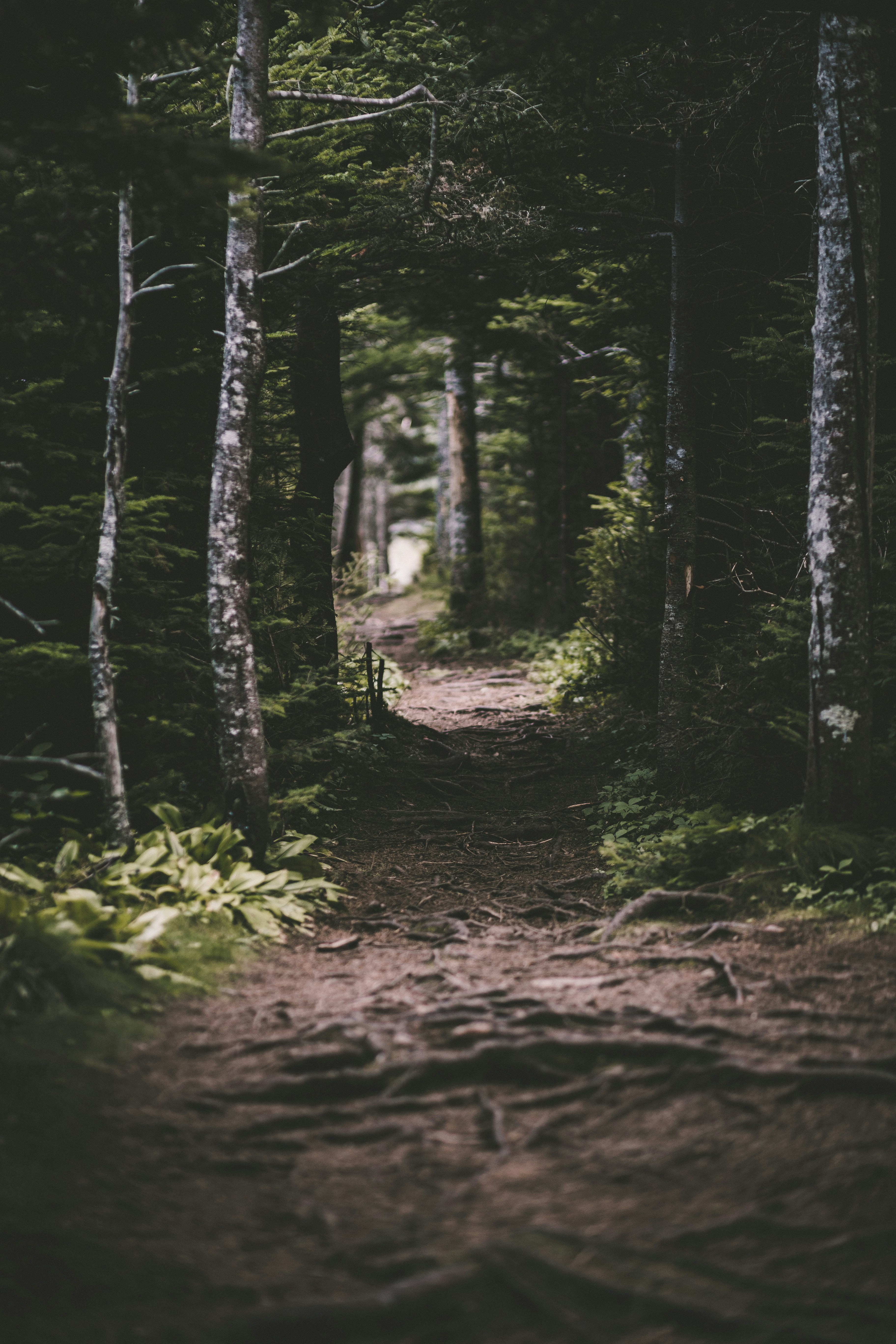 Forest Trail Through Dense Woods