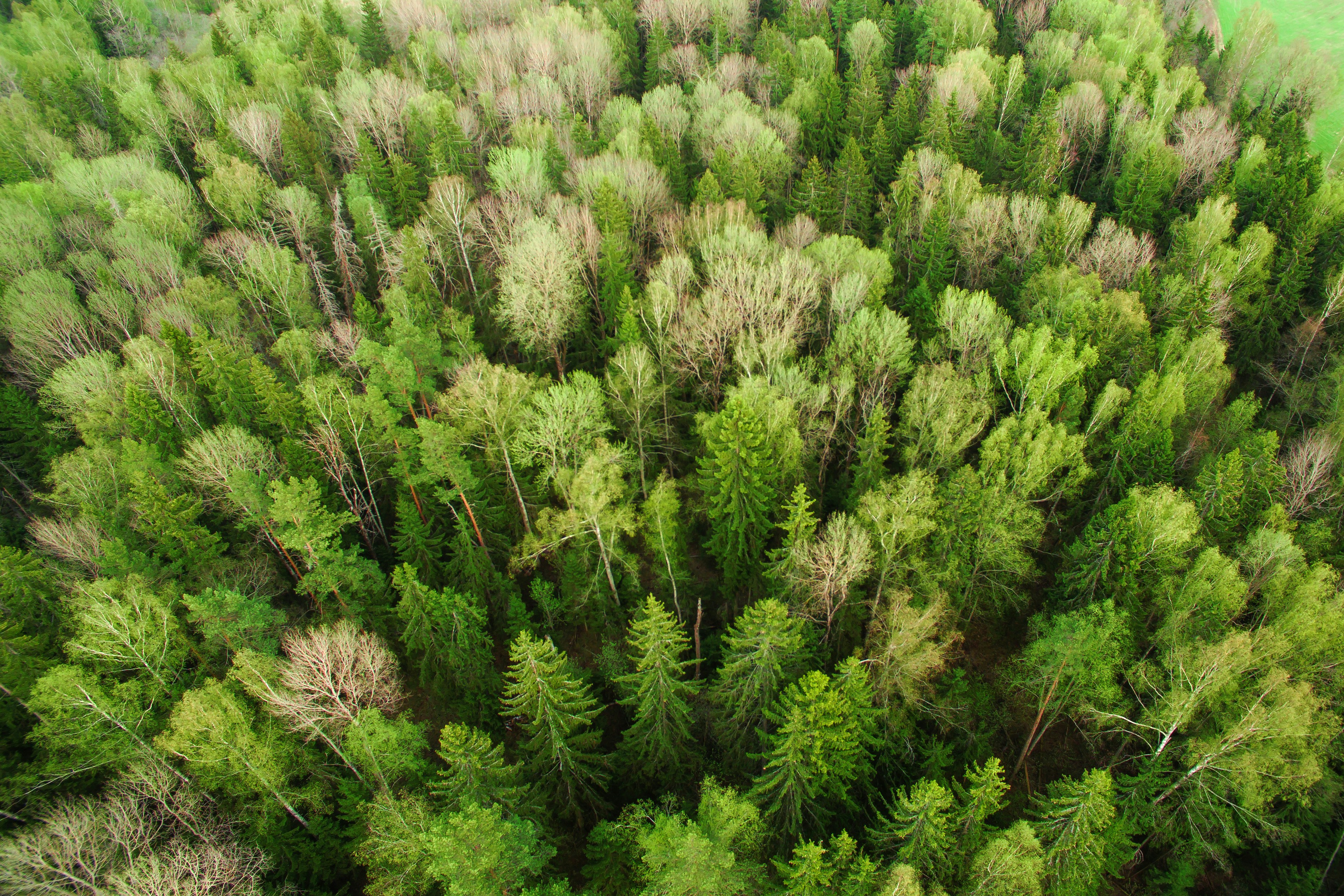 Aerial View of Spring Mixed Forest