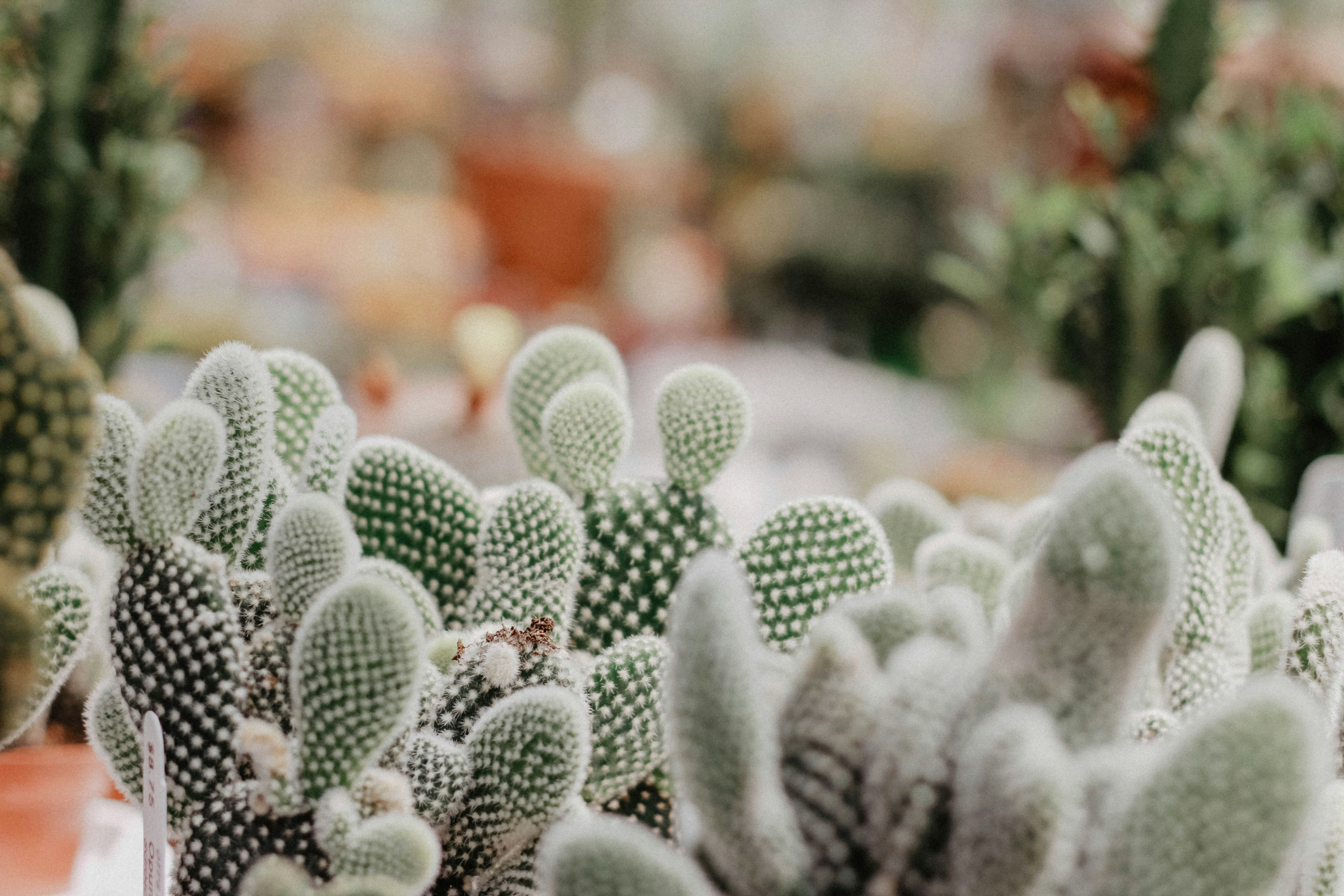 Clustered White Fuzzy Cacti — Plant Encyclopedia