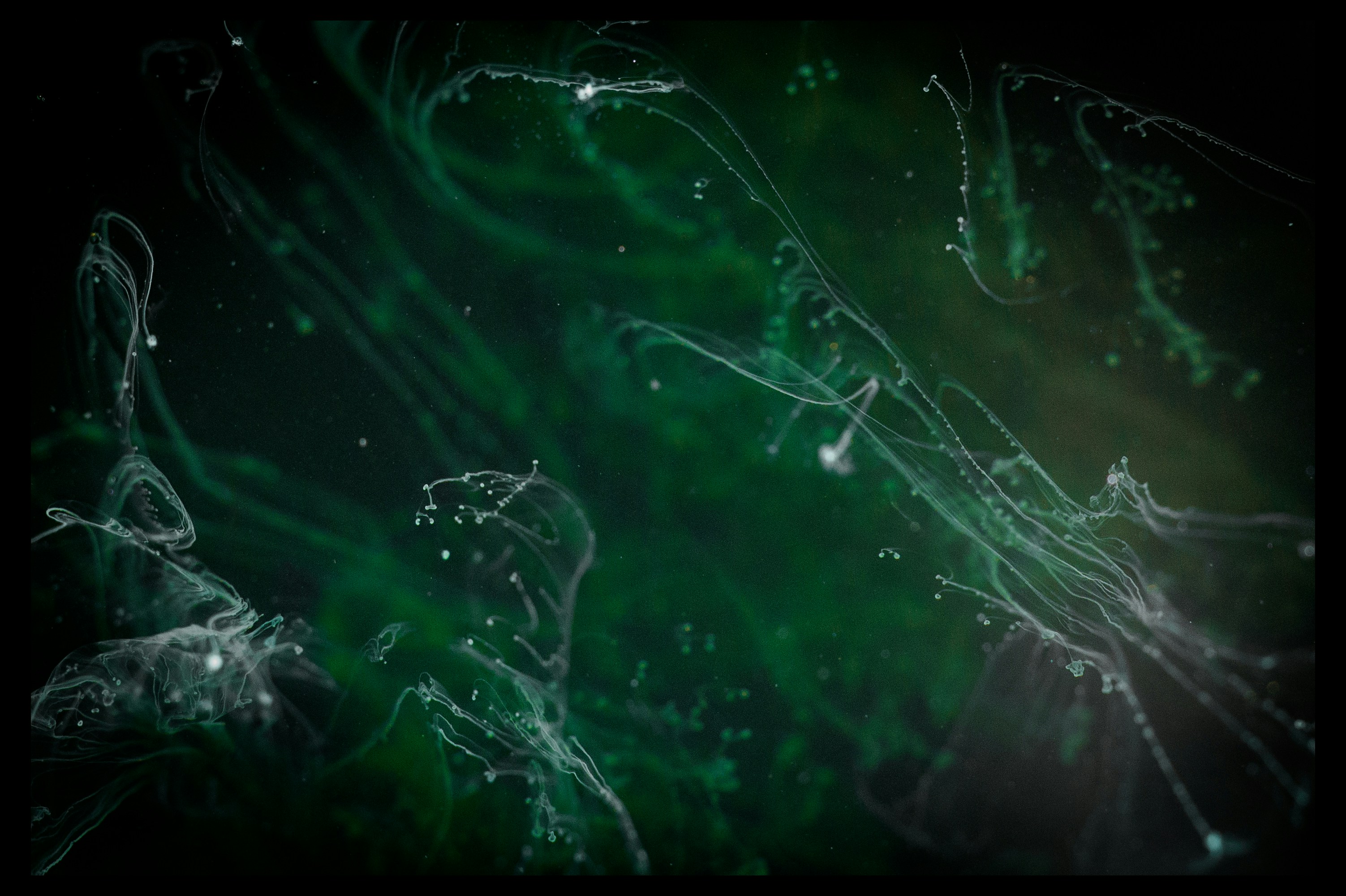 Abstract Green Flowing Ink