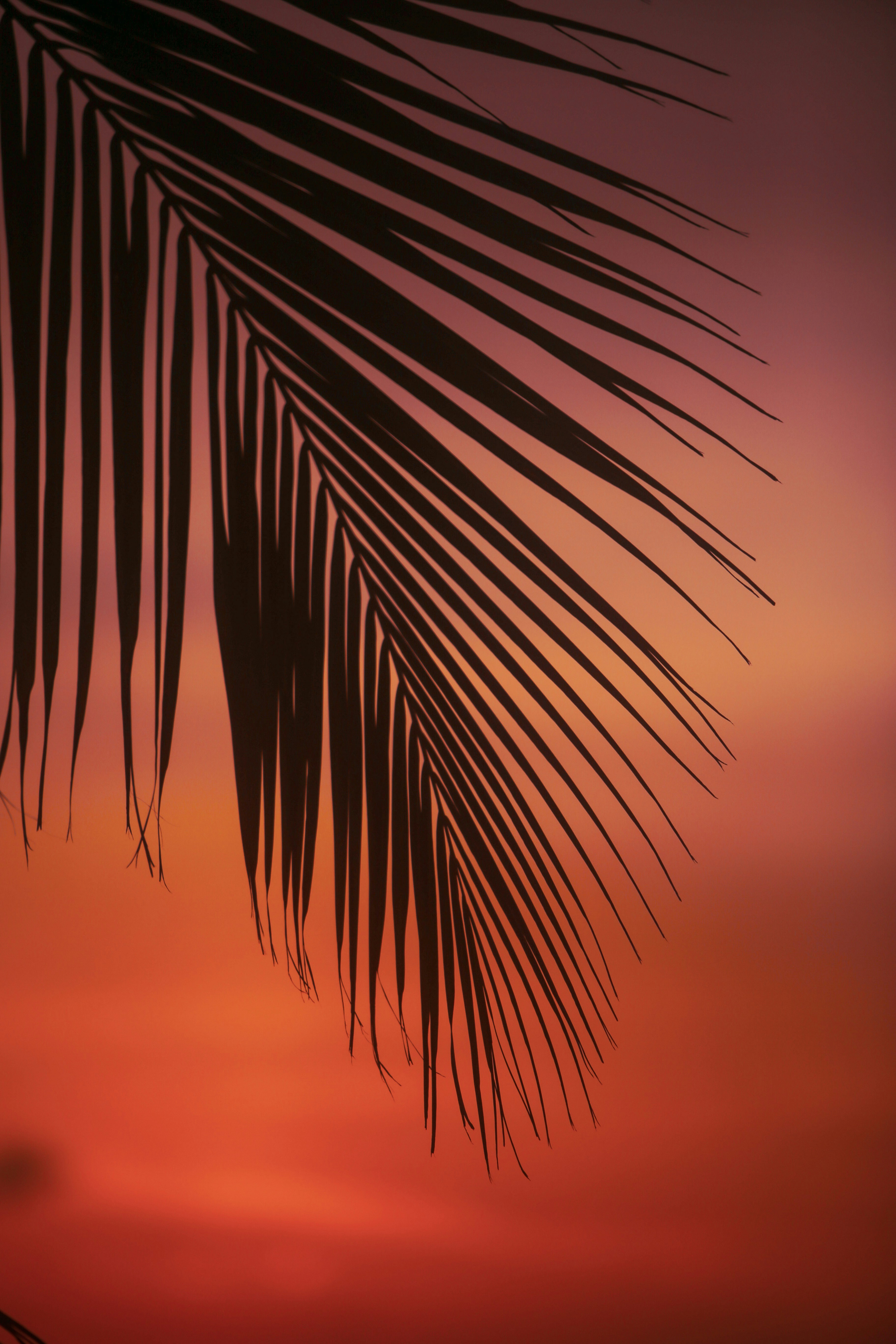 Palm Frond Silhouette at Sunset