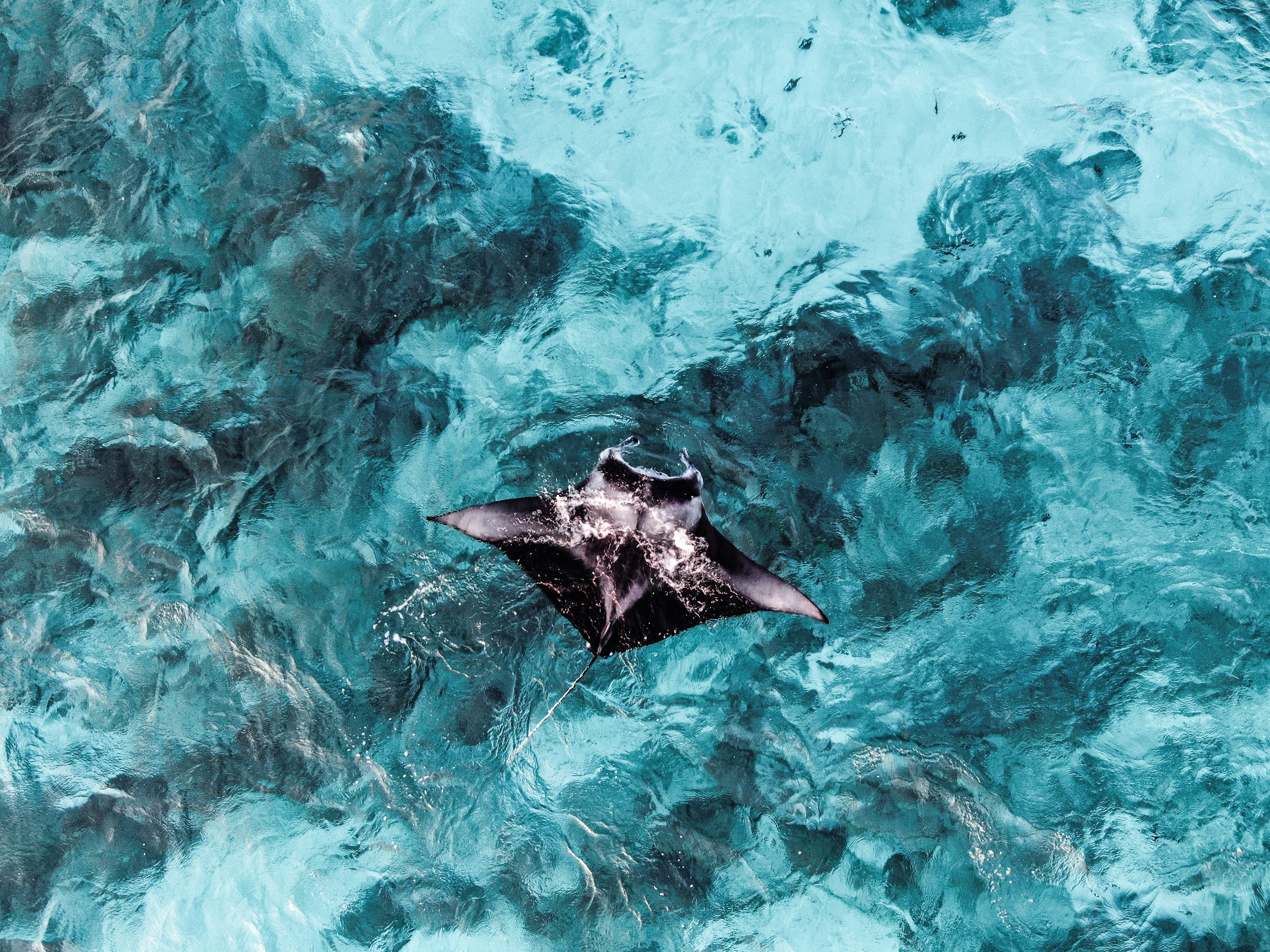 Manta Ray Swimming in Clear Ocean