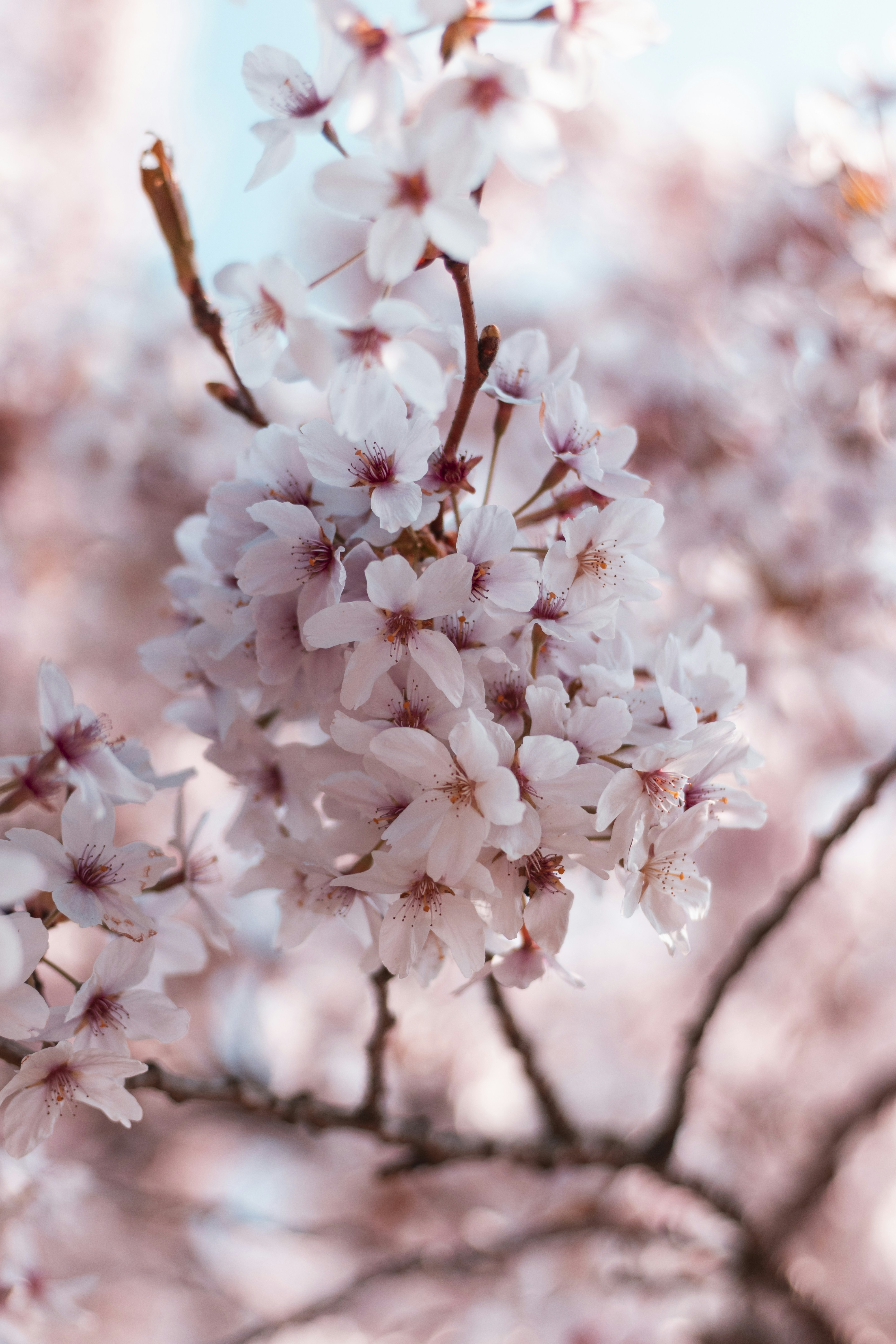 Blooming Cherry Blossoms on Branch