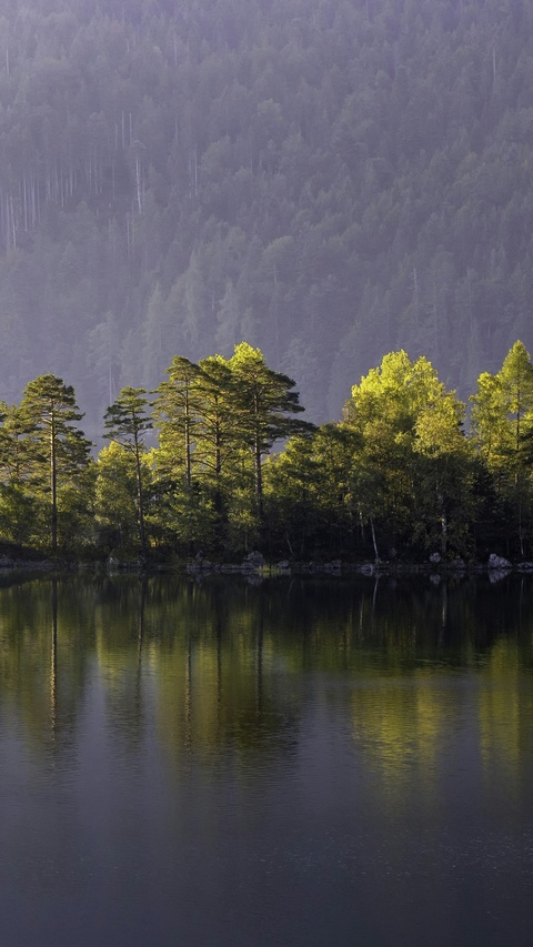Calm Lake Forest Reflections