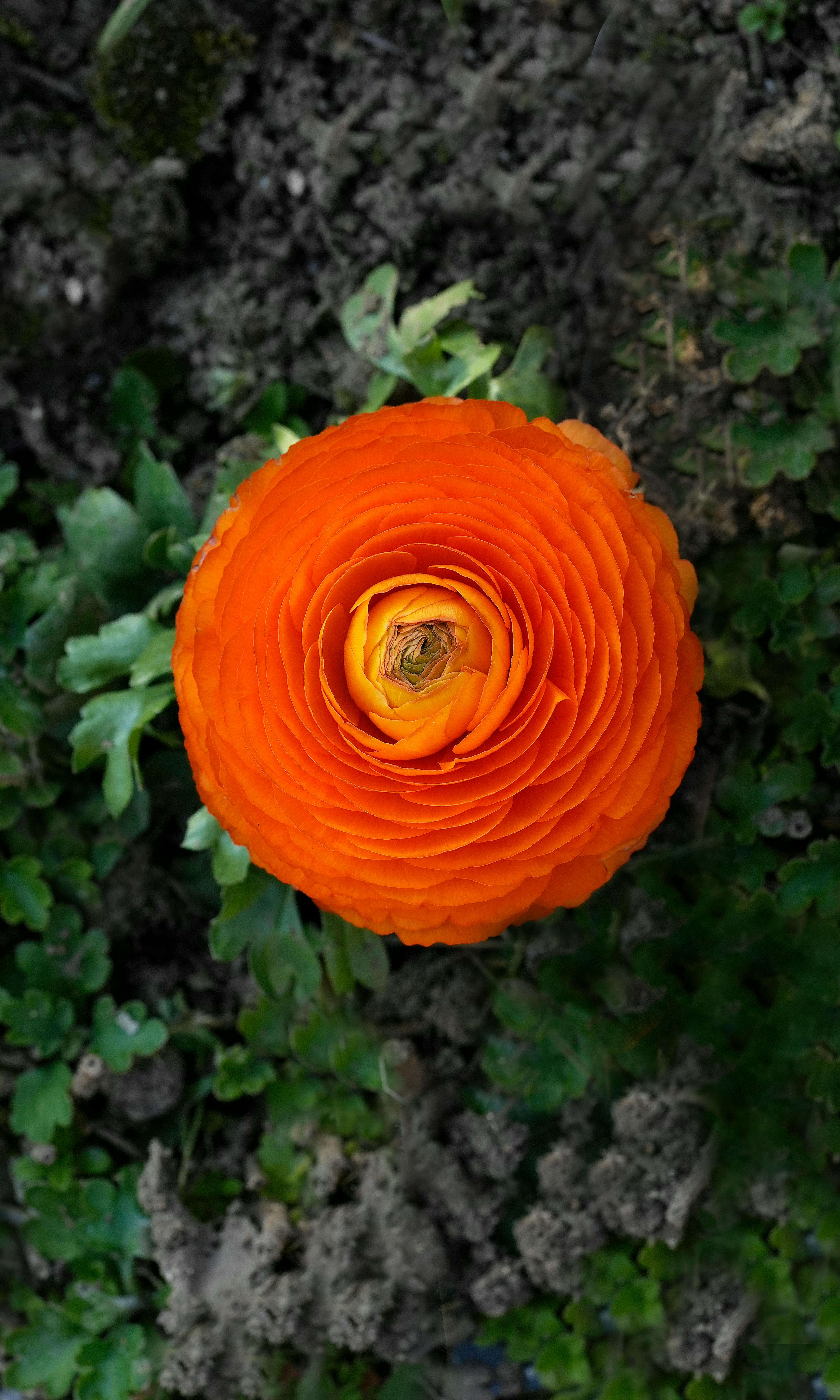 Top-down View of Orange Ranunculus