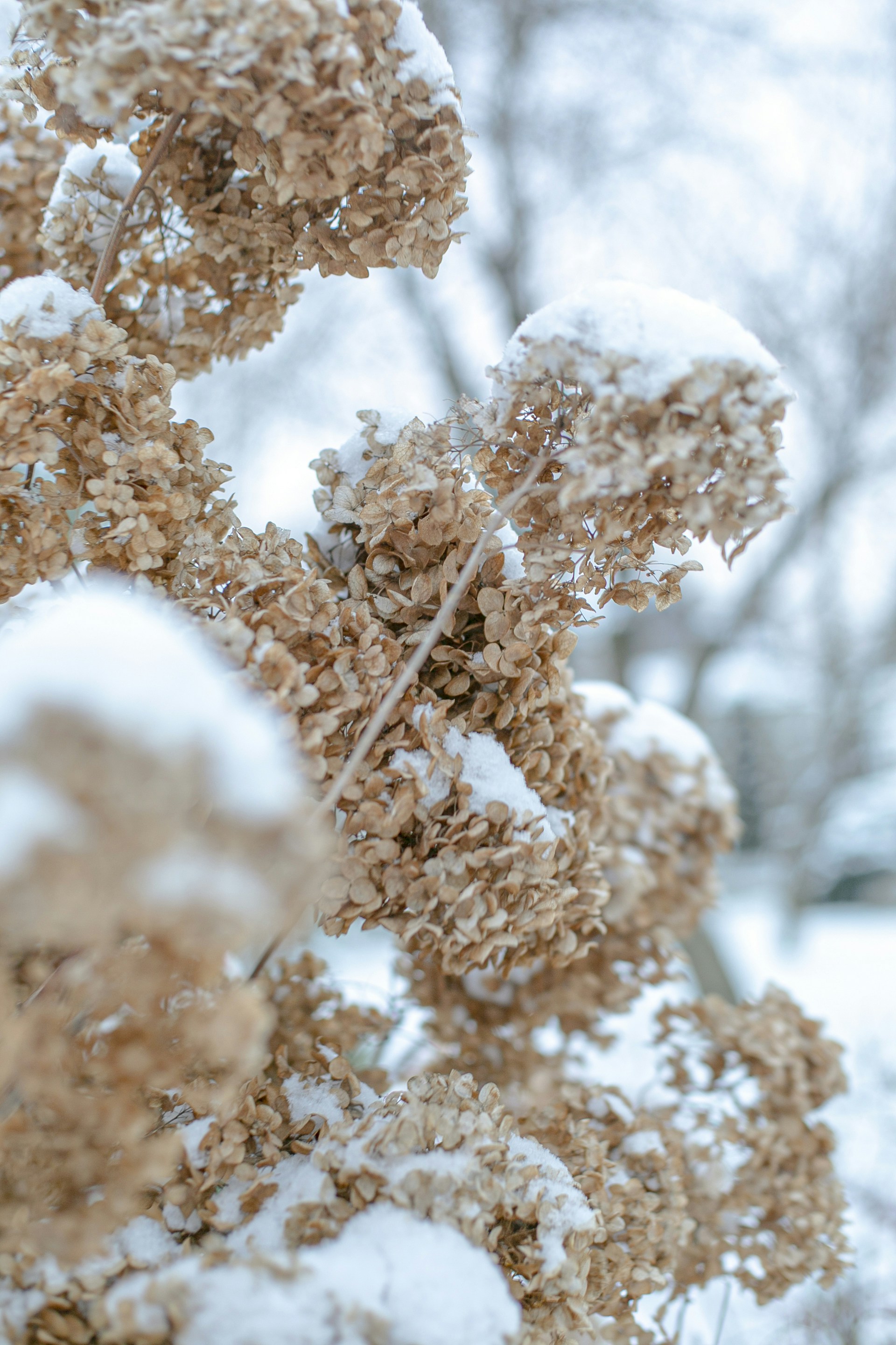Snow Covered Dried Hydrangeas