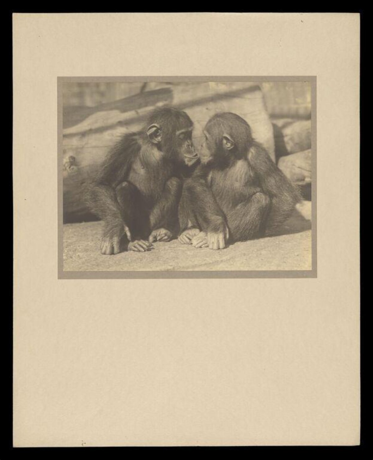 Two Young Chimpanzees Interacting