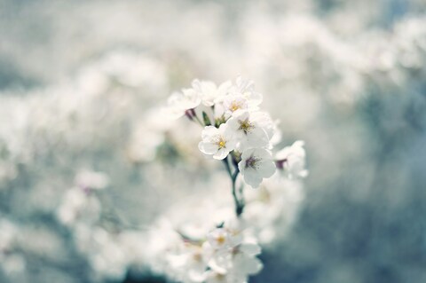 White Spring Cherry Blossoms