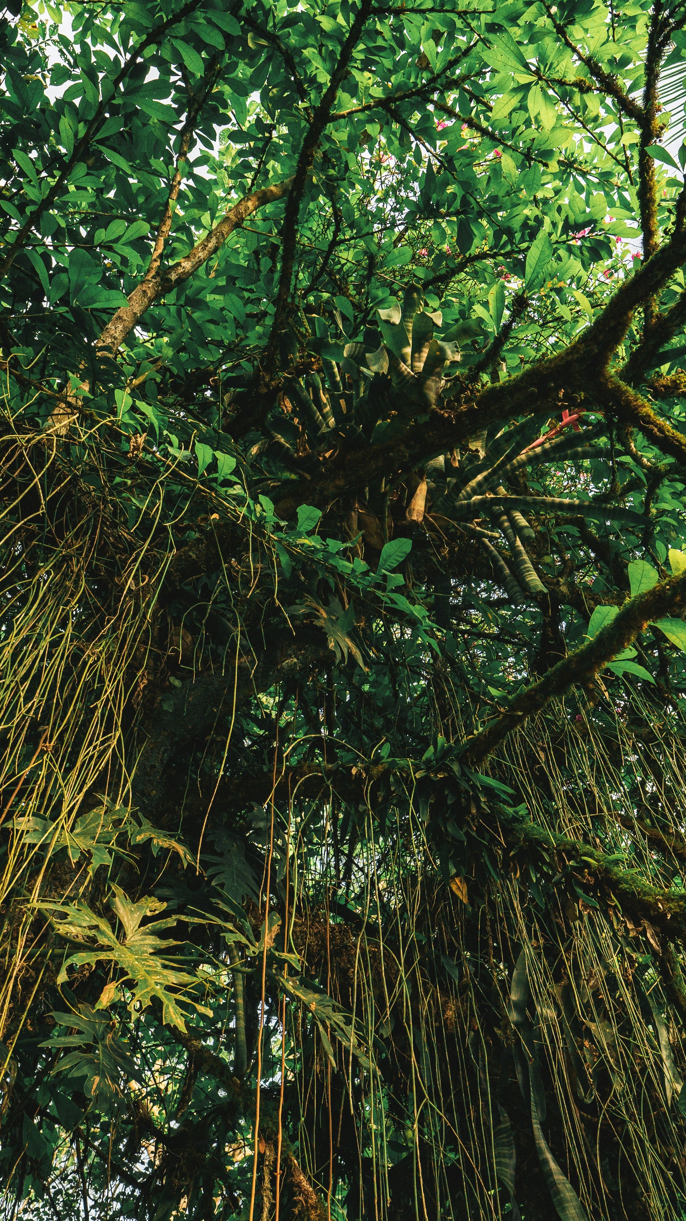 Dense Tropical Rainforest Canopy