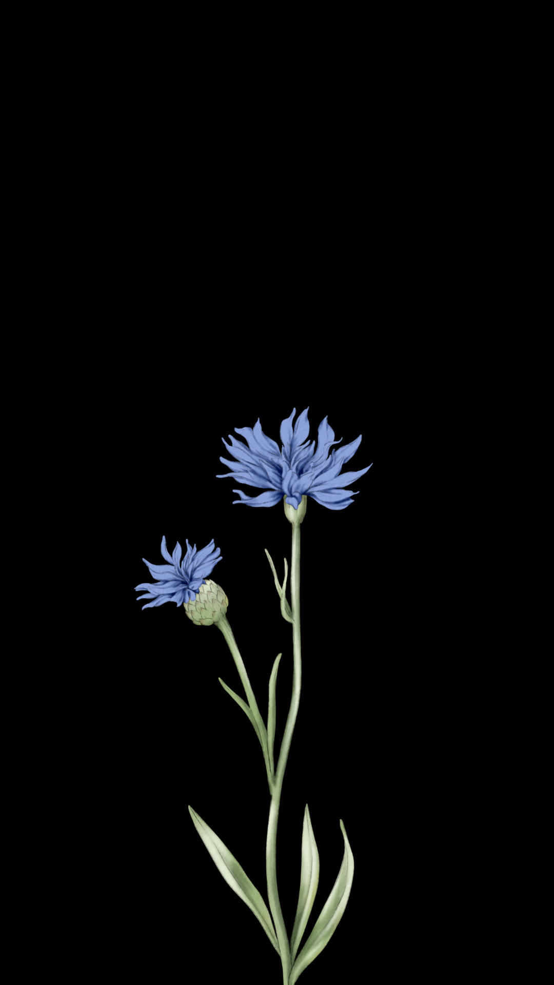Wallpapers