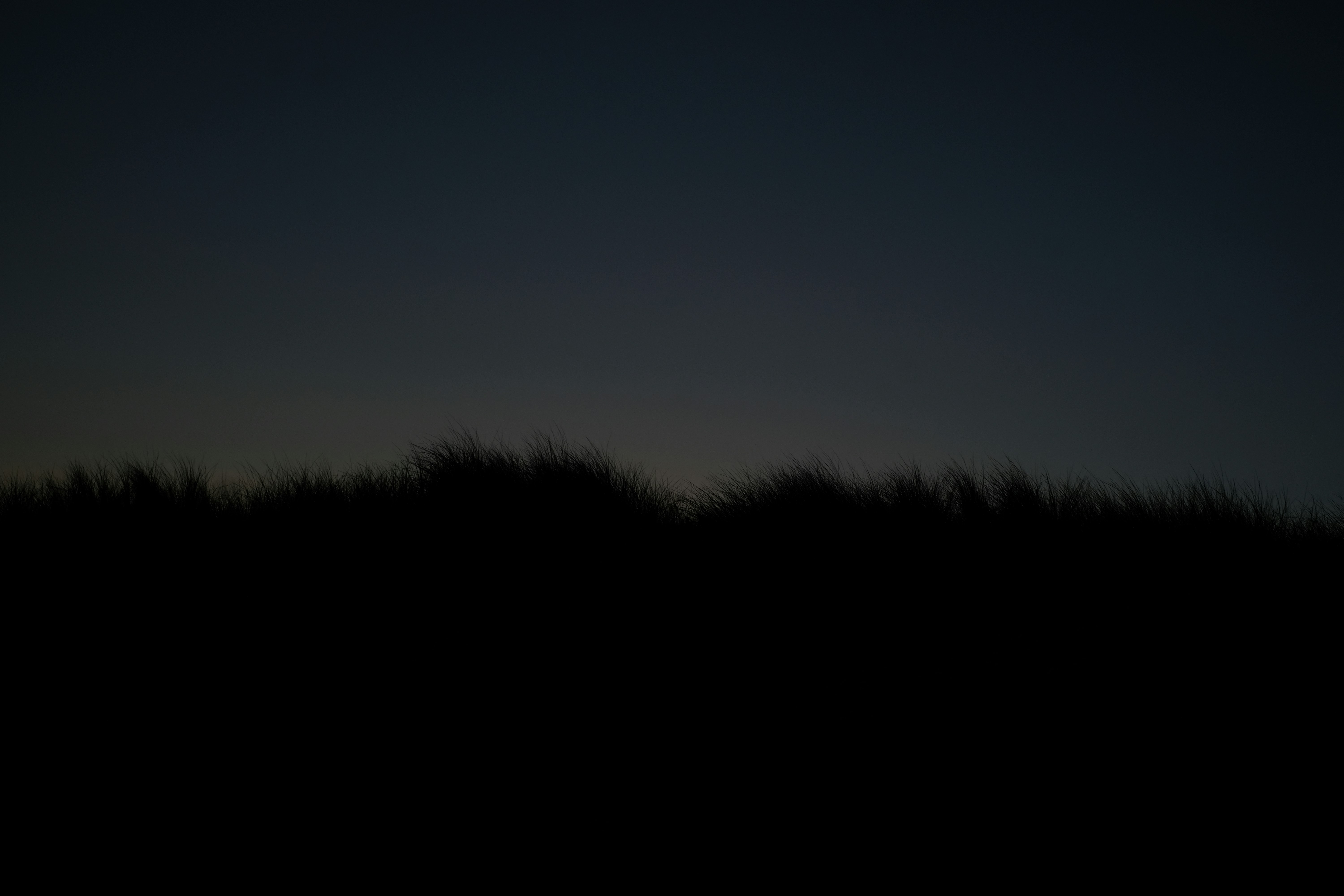 Grass Silhouette at Night