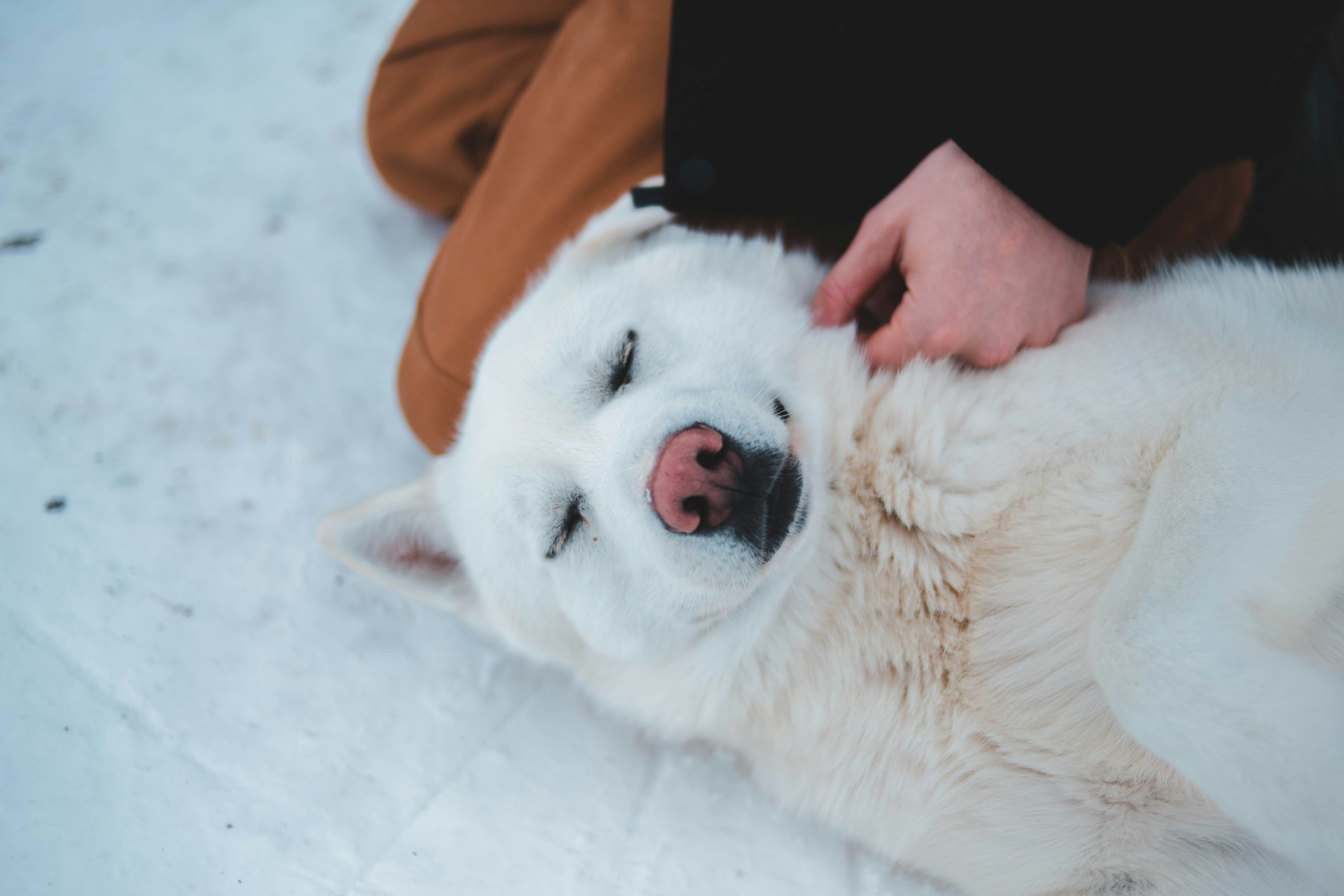 White Dog Relaxing On Snow