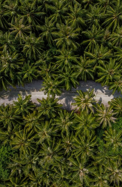 Aerial View of Coconut Palm Forest