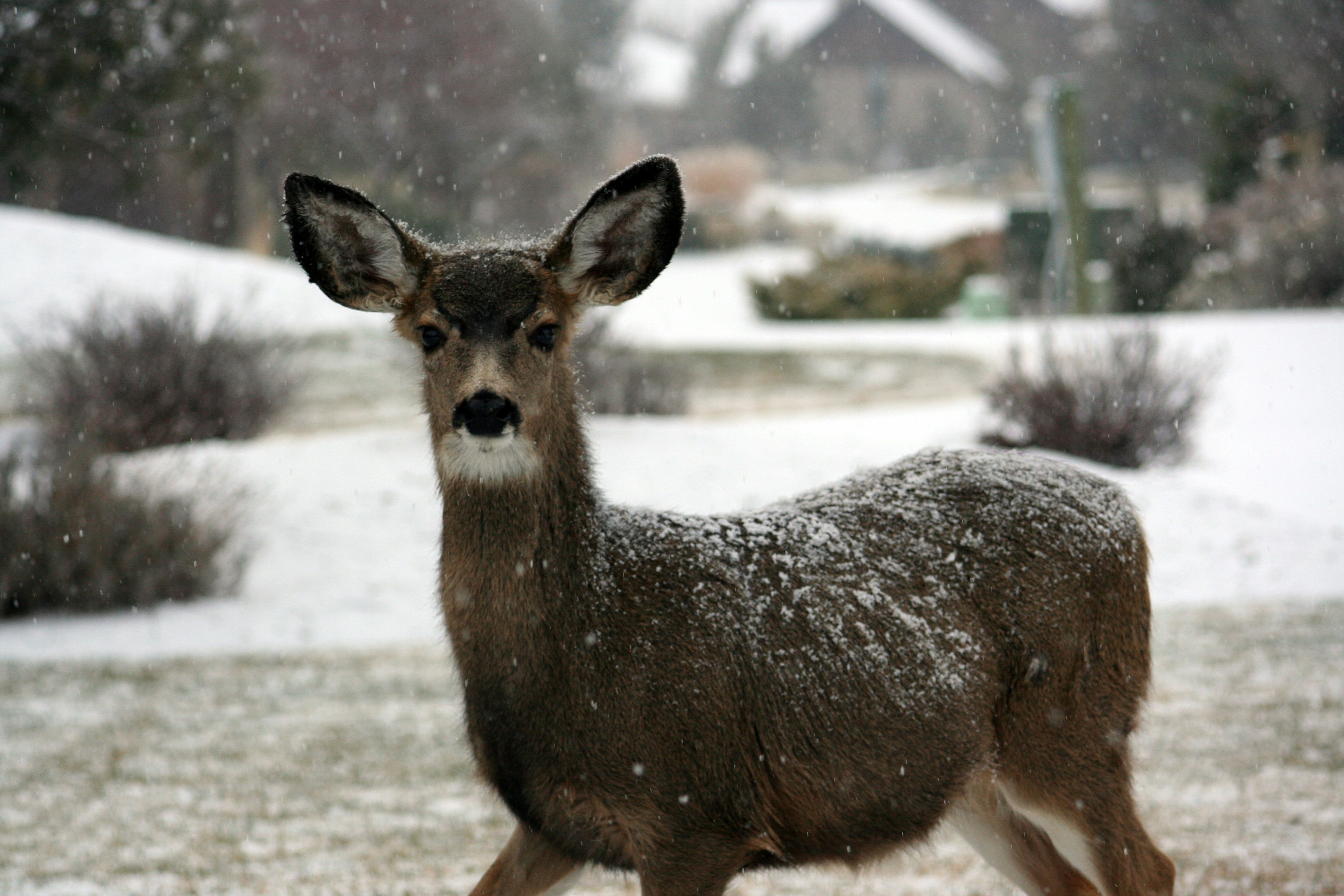 Deer Standing in Falling Snow