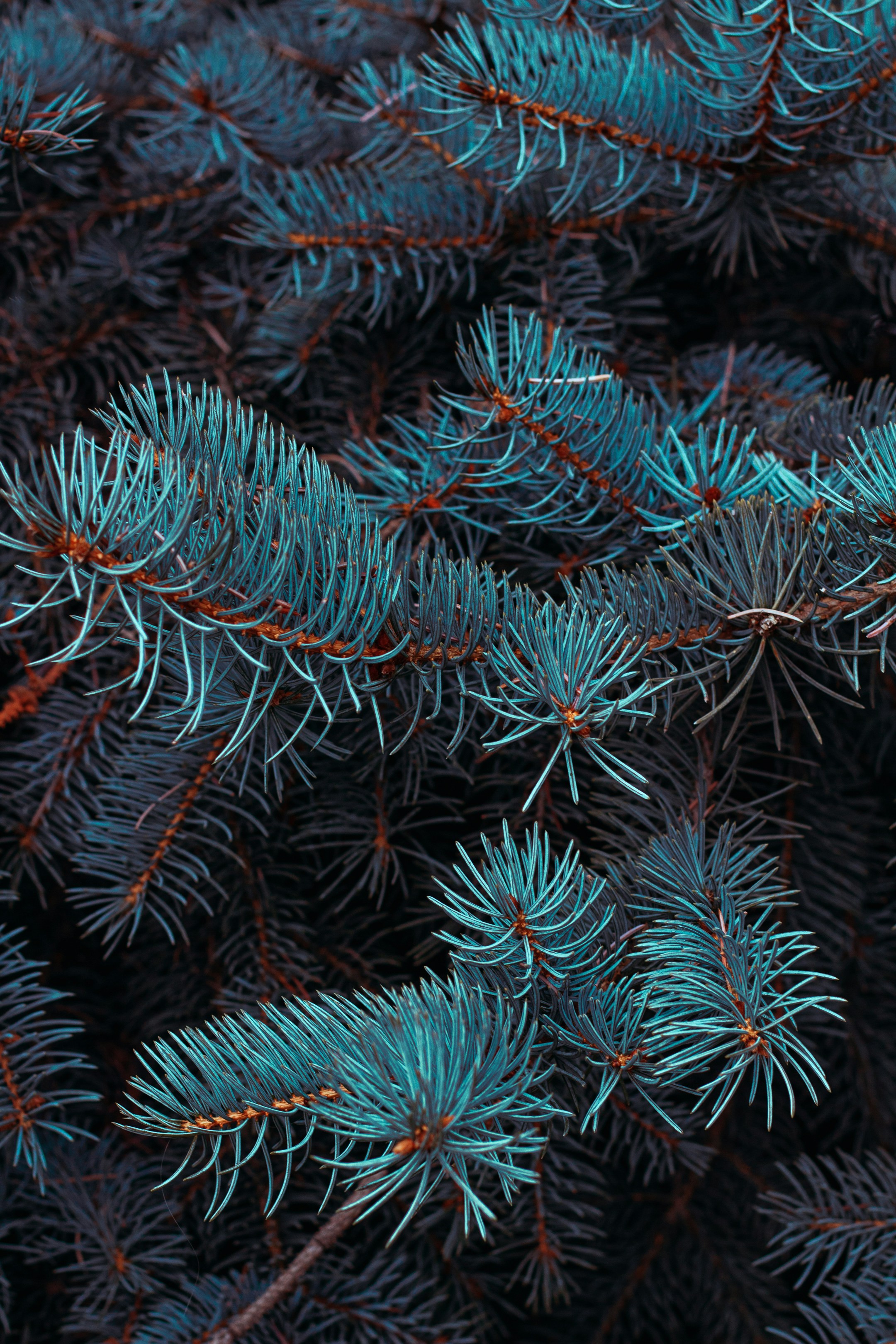 Blue Spruce Tree Branches