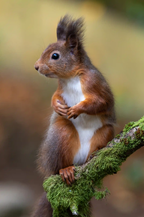 Image 93216 — Nature