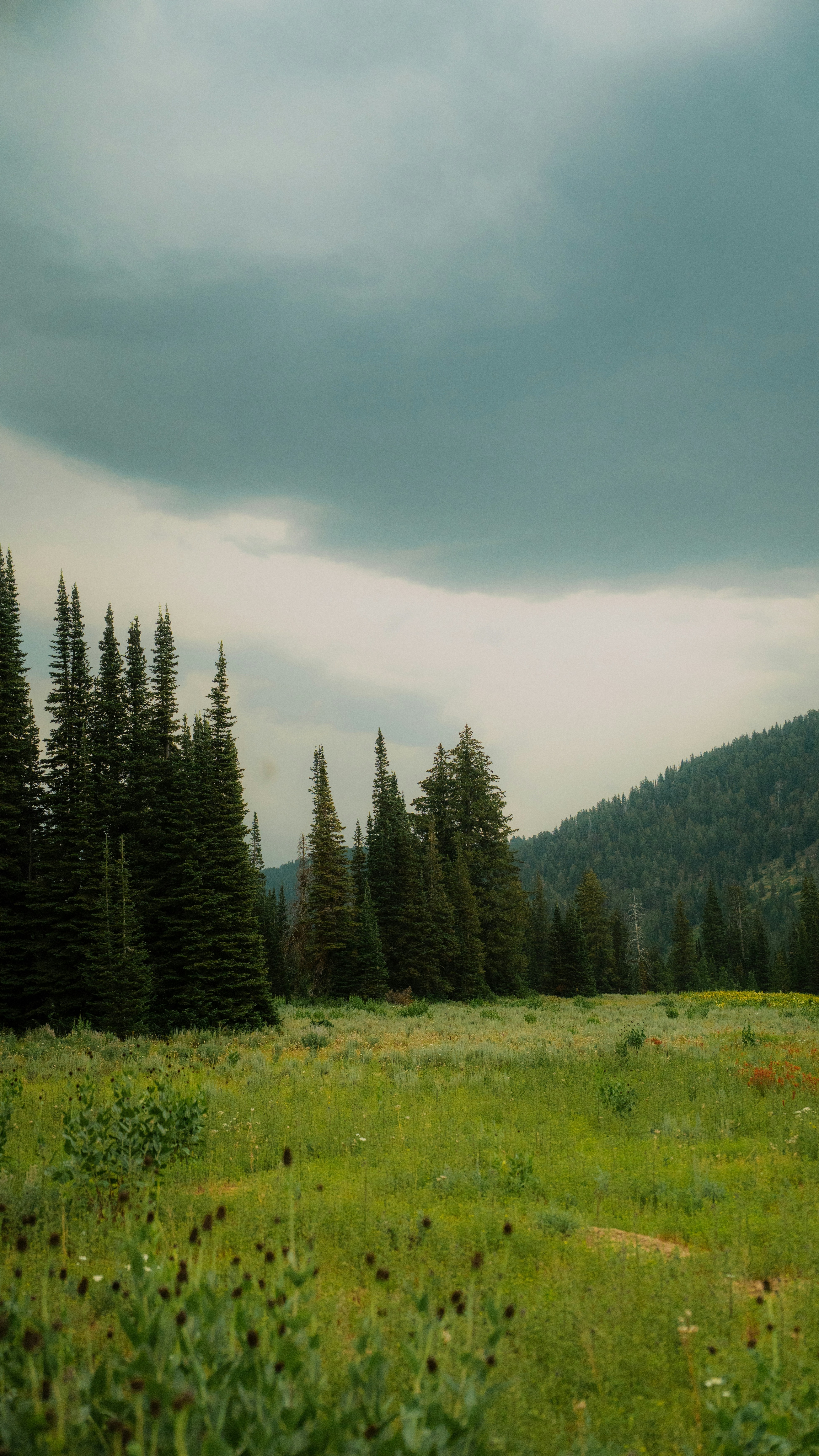Overcast Mountain Meadow with Pine Forest